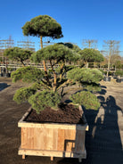 Skulpturel bonsaiklippet skovfyr, Pinus sylvestris, med flotte fyldige puder