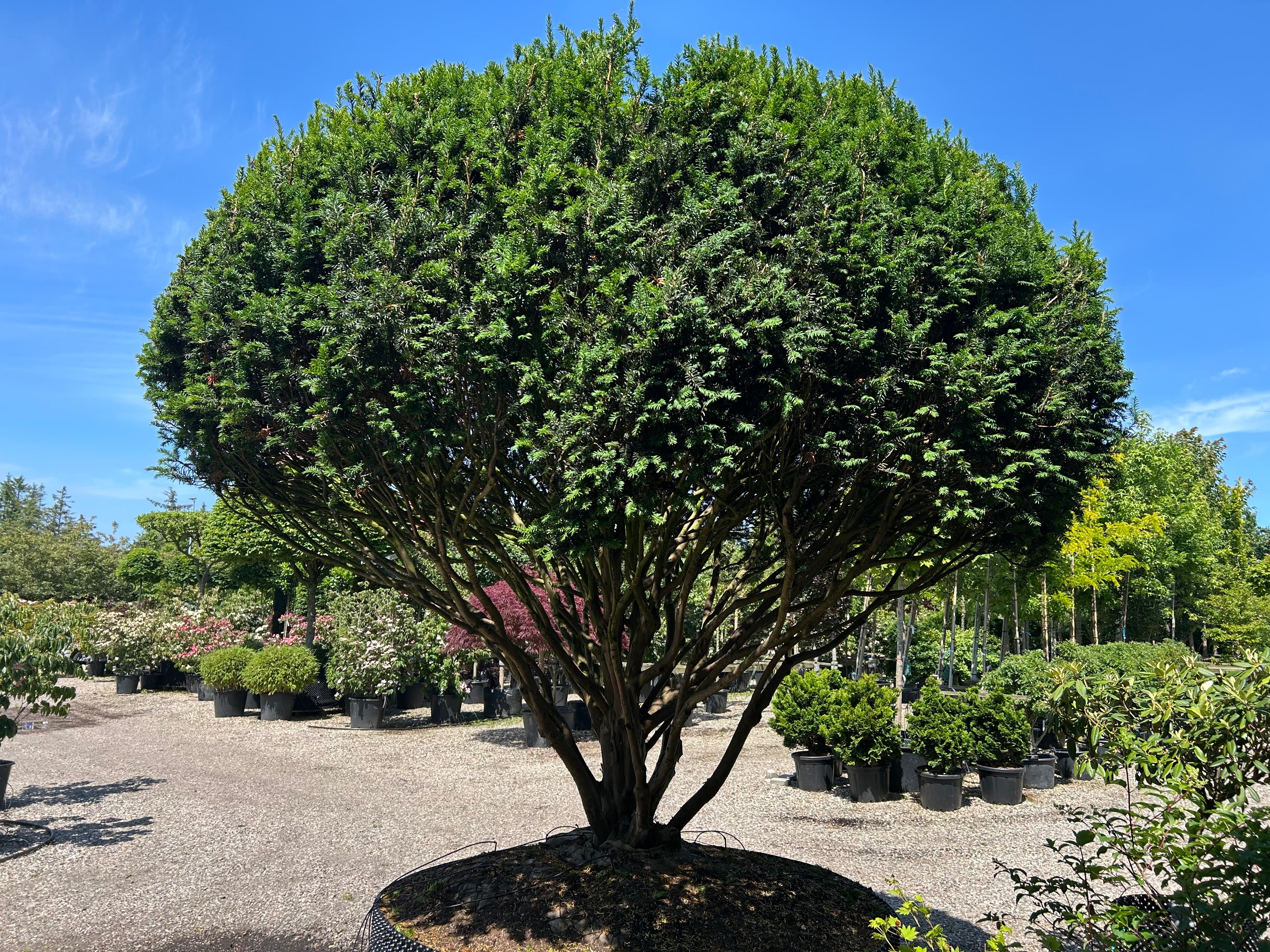 stor multistammet skulpturel taks, taxus baccata, stedsegrøn, dekorativ og kraftig i udtrykket.