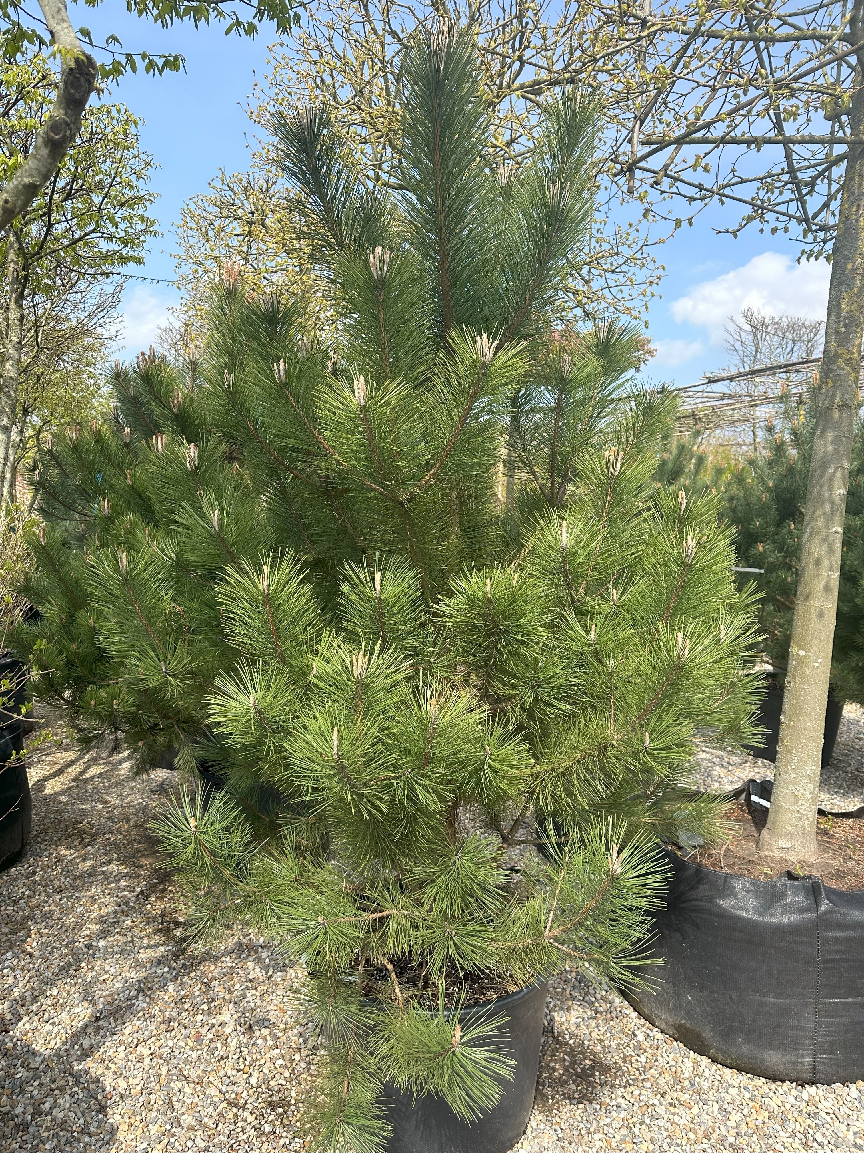 Kraftige lav opstammet Østrigsk fyr, med tæt og kraftig krone. 