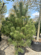 Kraftige lav opstammet Østrigsk fyr, med tæt og kraftig krone. 