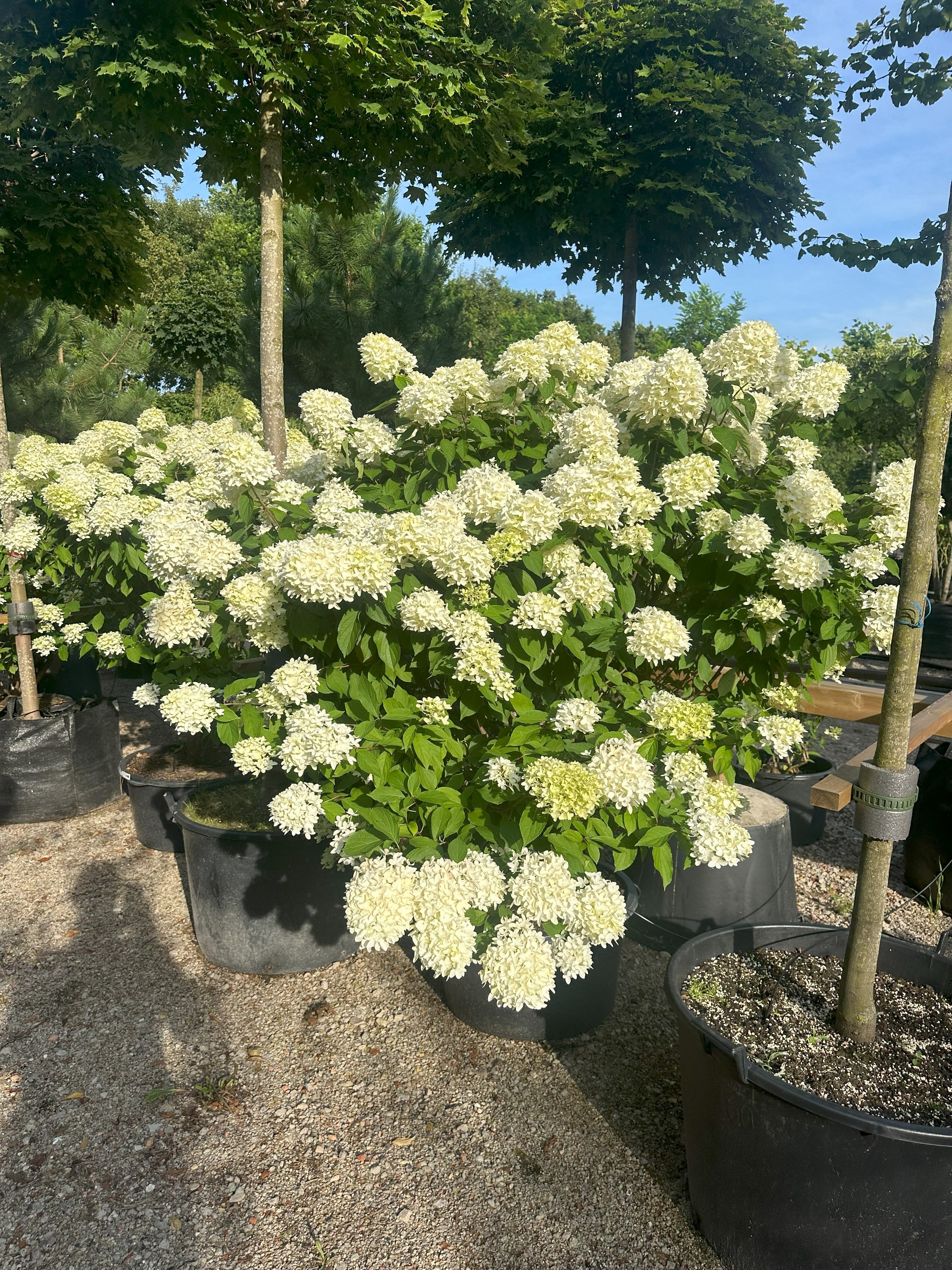 Rigt blomsterende syrenhortensia Skyfall, hvor blomsterne starter i farven lime/hvide og skifter svagt hen over sommeren. 