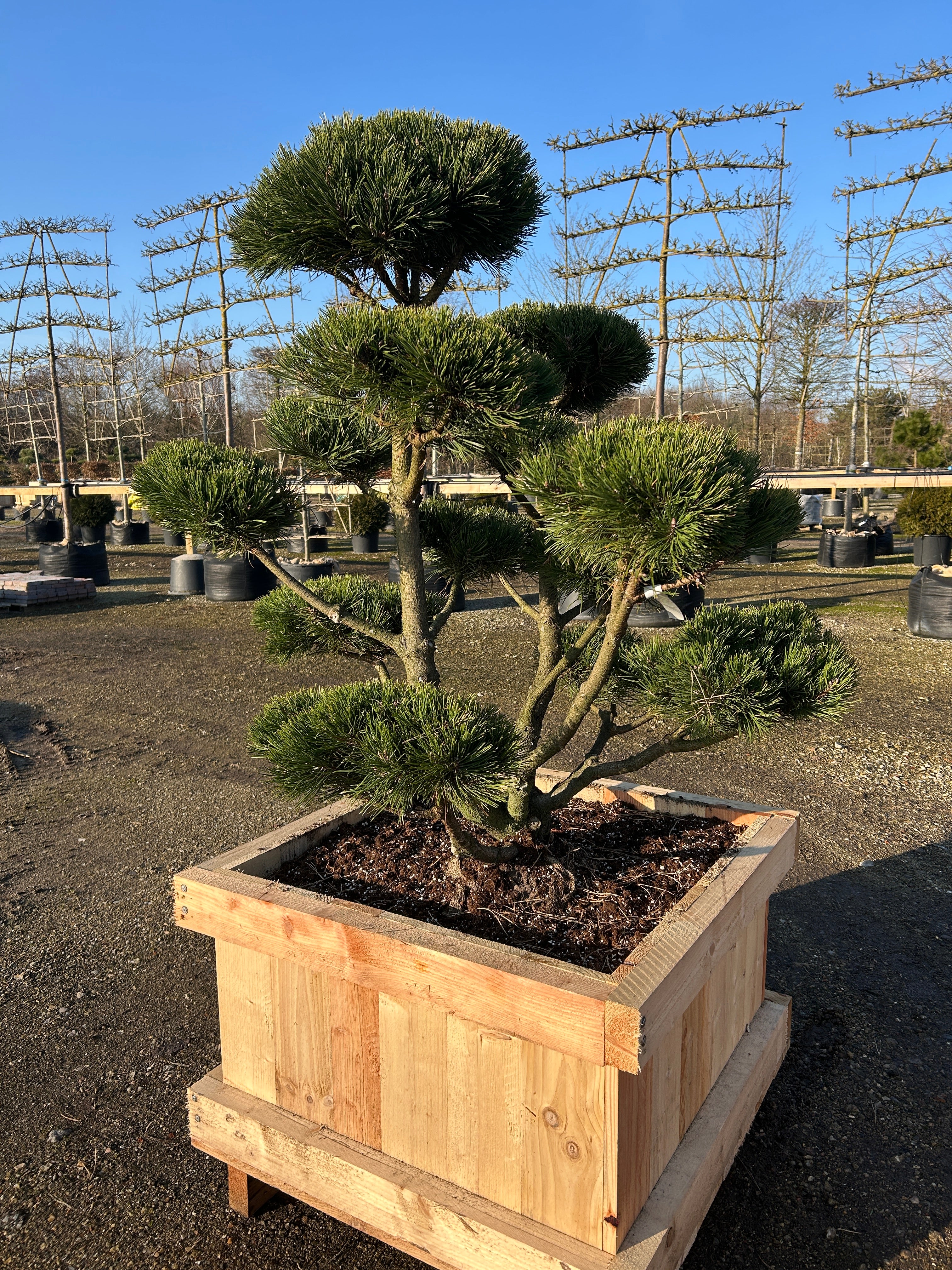 Skulpturelle bonsaiklippet bjergfyr med kraftige grene og flotte puder.