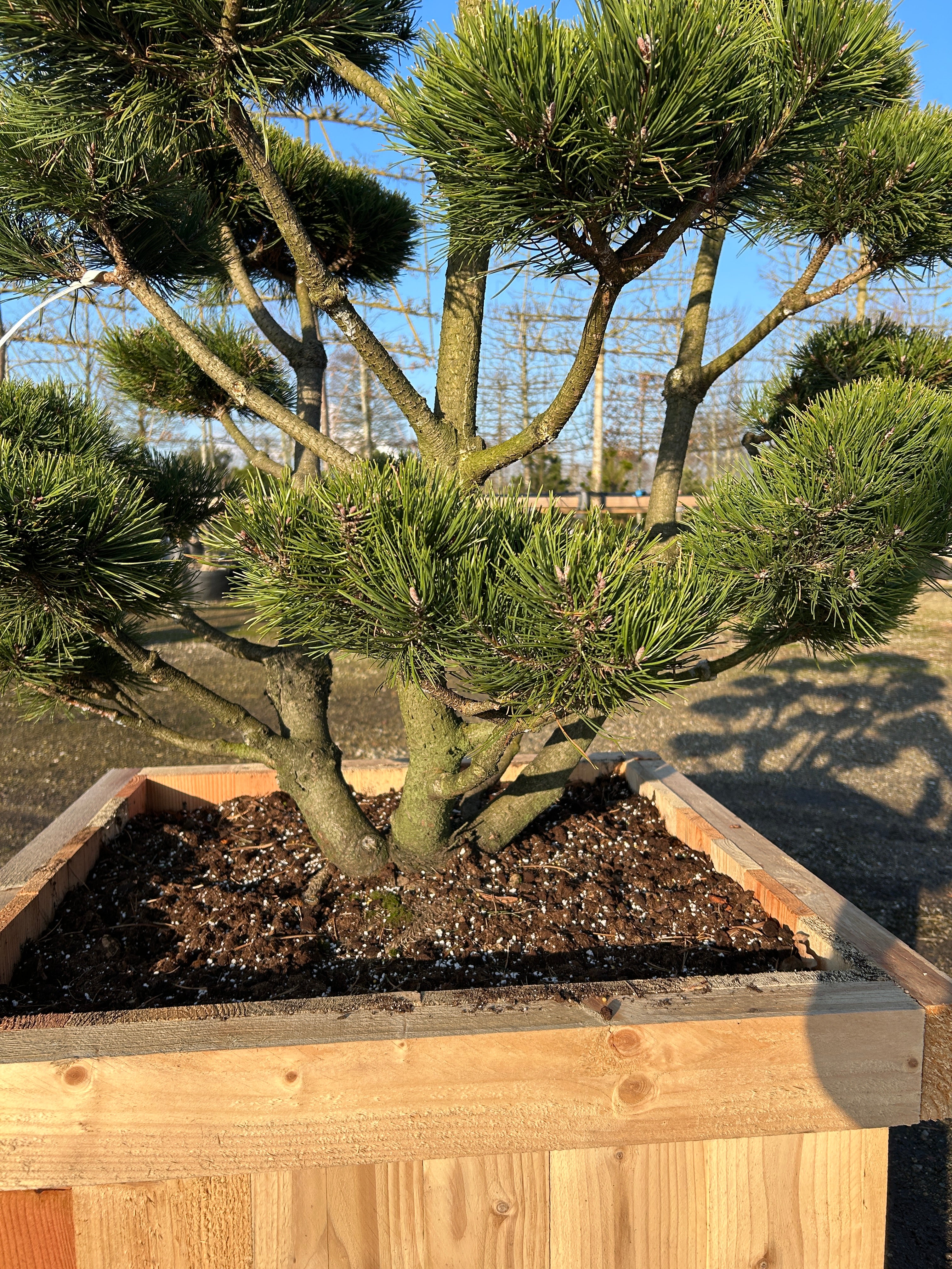 Kraftige stammer på bonsaiklippet bjergfyr, Pinus mugo Gnom, med dybgrønne tætte nåle. 