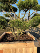 Kraftige stammer på bonsaiklippet bjergfyr, Pinus mugo Gnom, med dybgrønne tætte nåle. 