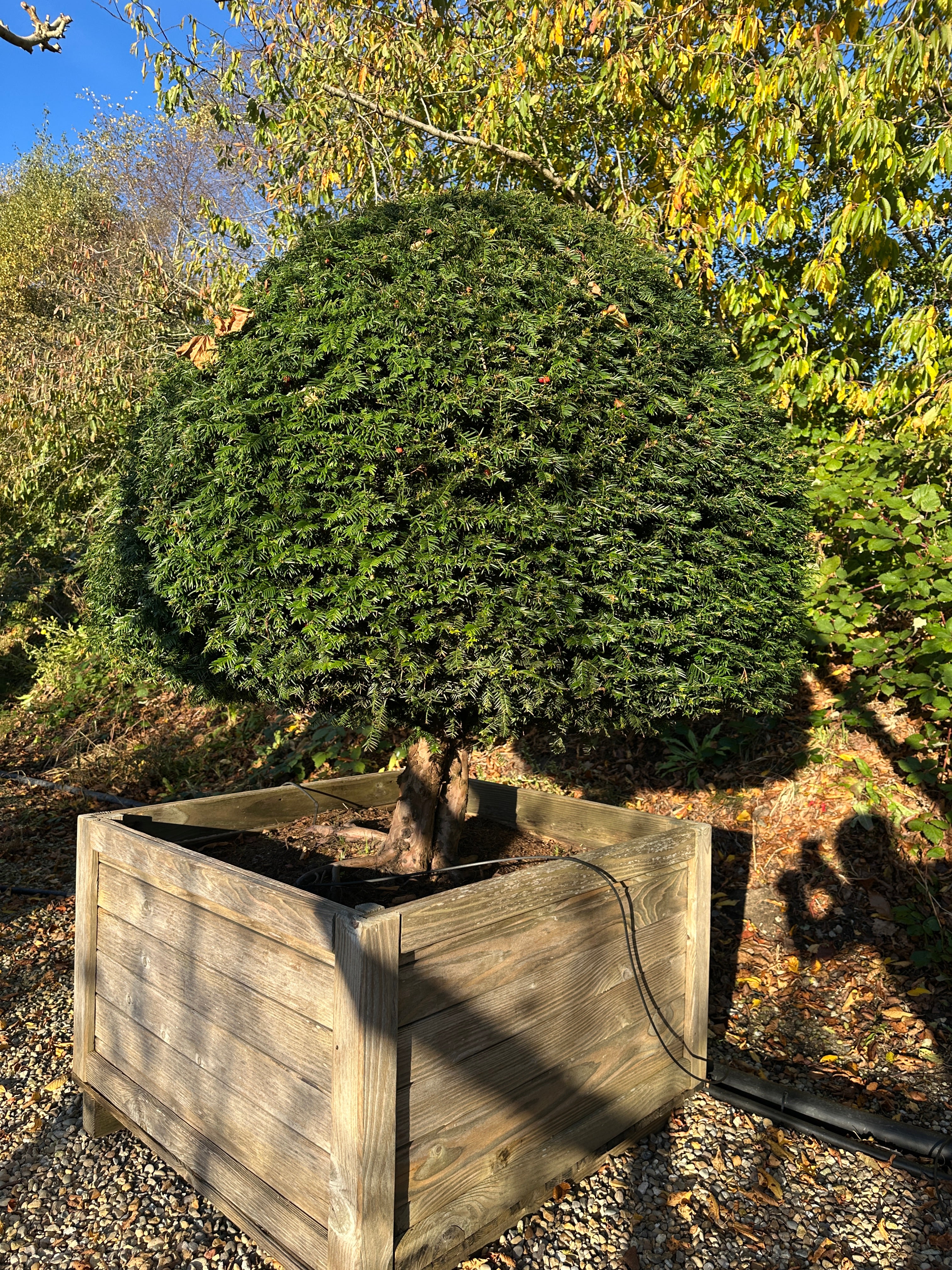 Kugleformet taks - Taxus baccata – stedsegrøn, formklippet busk med rund facon.
