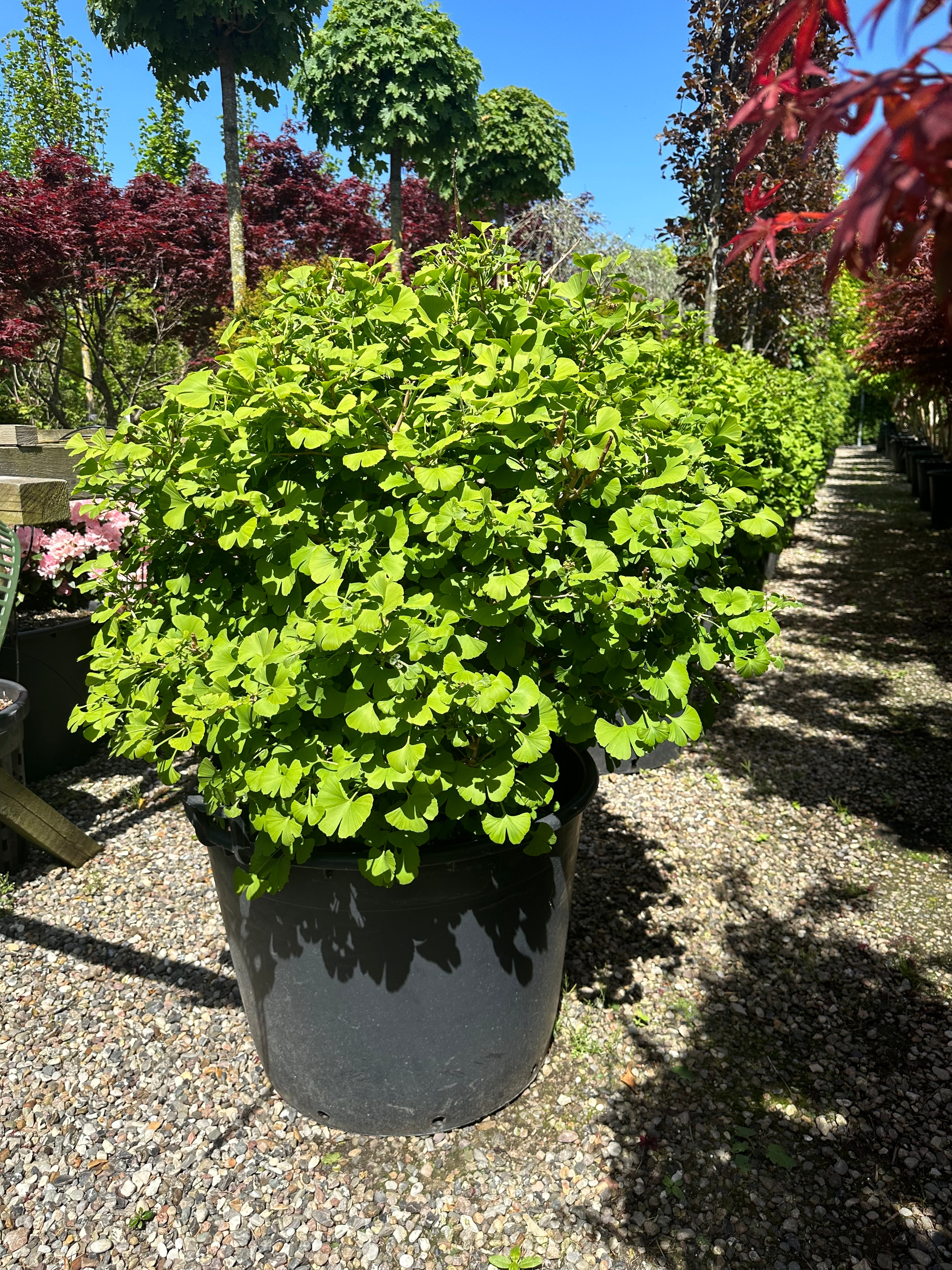 Kugleformet Ginkgo biloba tempeltræ med en helt tæt, rund krone af lysegrønne blade.