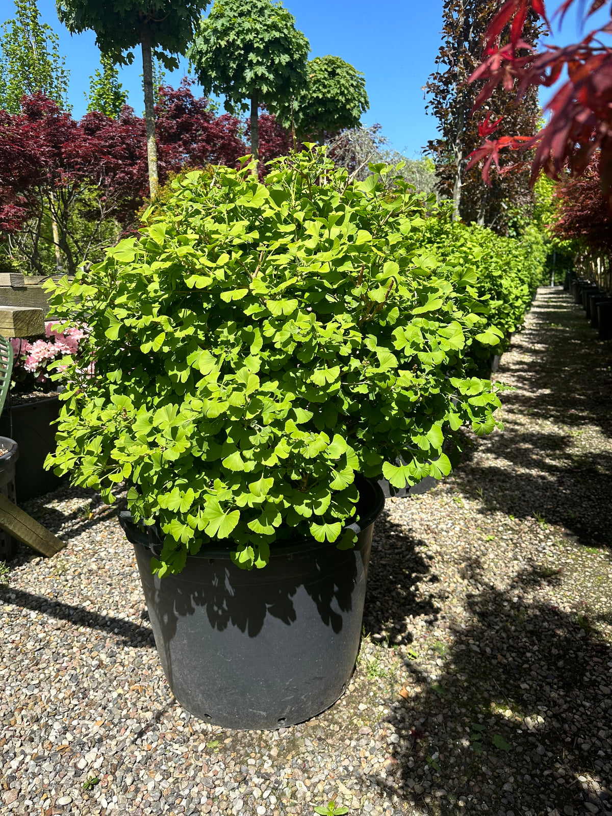 Kugleformet Ginkgo biloba tempeltræ med en helt tæt, rund krone af lysegrønne blade.