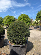 Kugleformet taks - Taxus baccata set i fuld figur med kompakt grøn vækst.