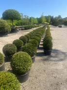 Kugleformet taks, Taxus baccata, formklippet i en tæt, rund struktur med mørkegrønne, bløde nåle.