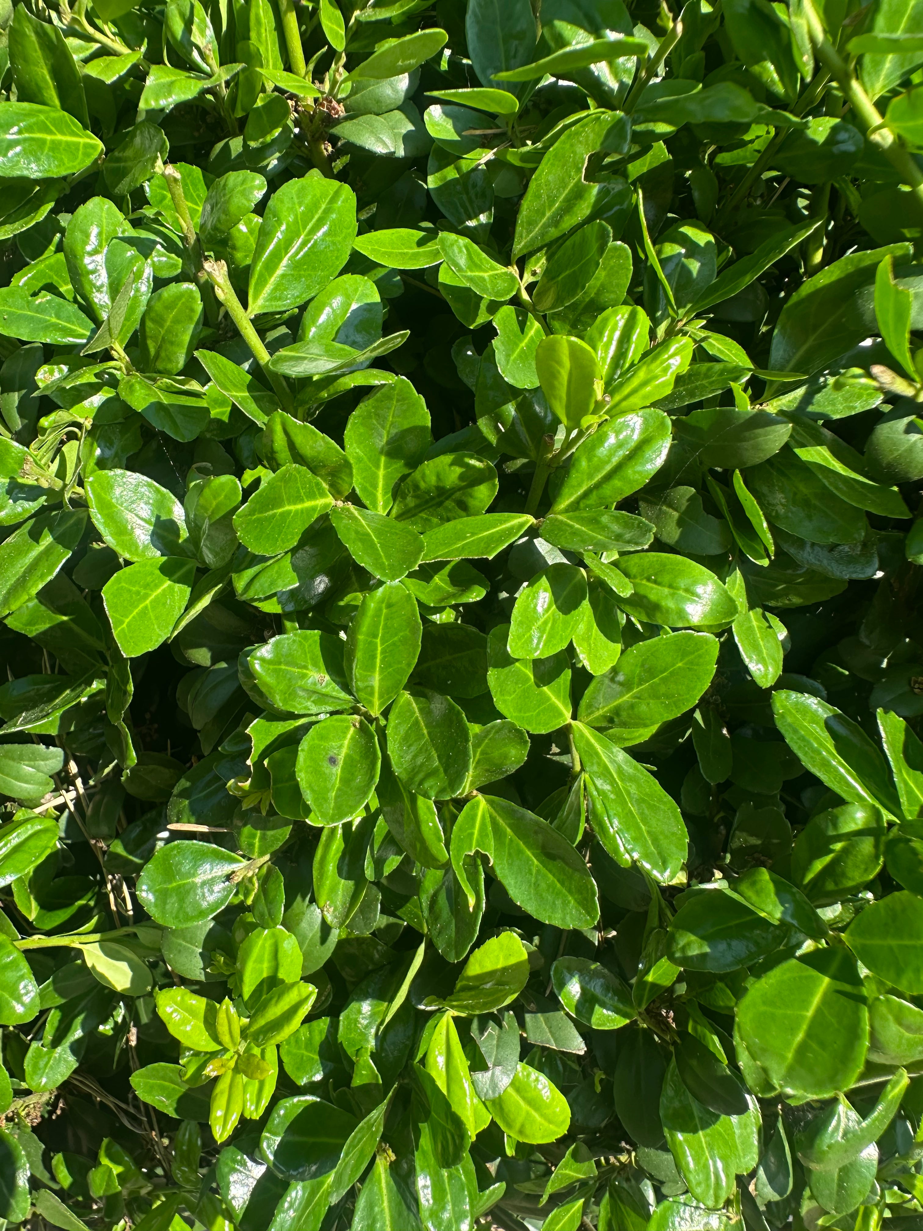 flotte blanke små blade fra japansk kristtorn ´Glorie Gem´, stedsegrønne og flotte året rundt. 
