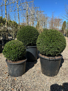 Flotte tætte kugleklippede japansk kristtorn, Ilex Crenata Glorie Gem, der er stedsegrøn og minder lidt om buksbom. 