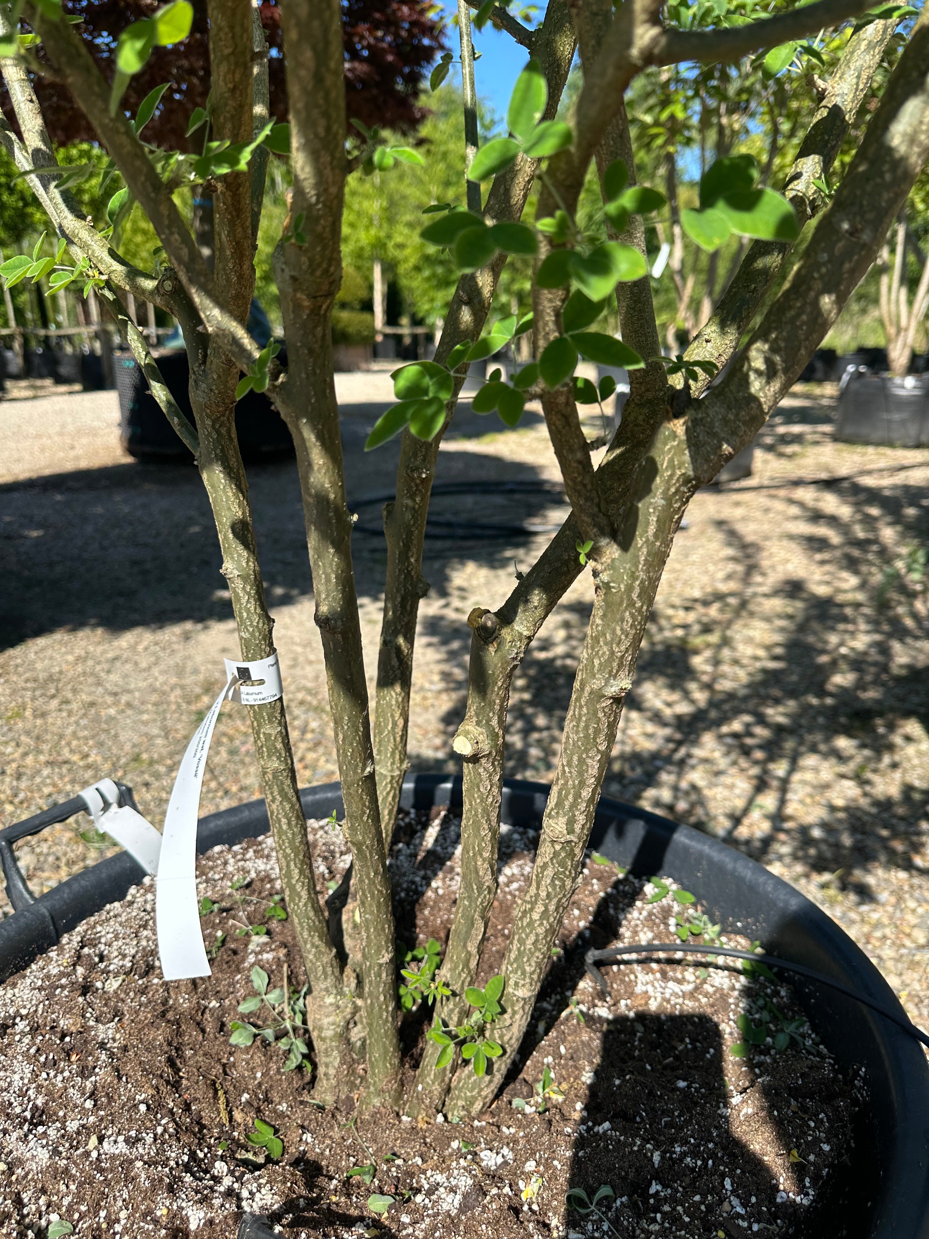 Kraftige, flerstammede hovedstammer på en Laburnum x watereri 'Vossii' guldregn.