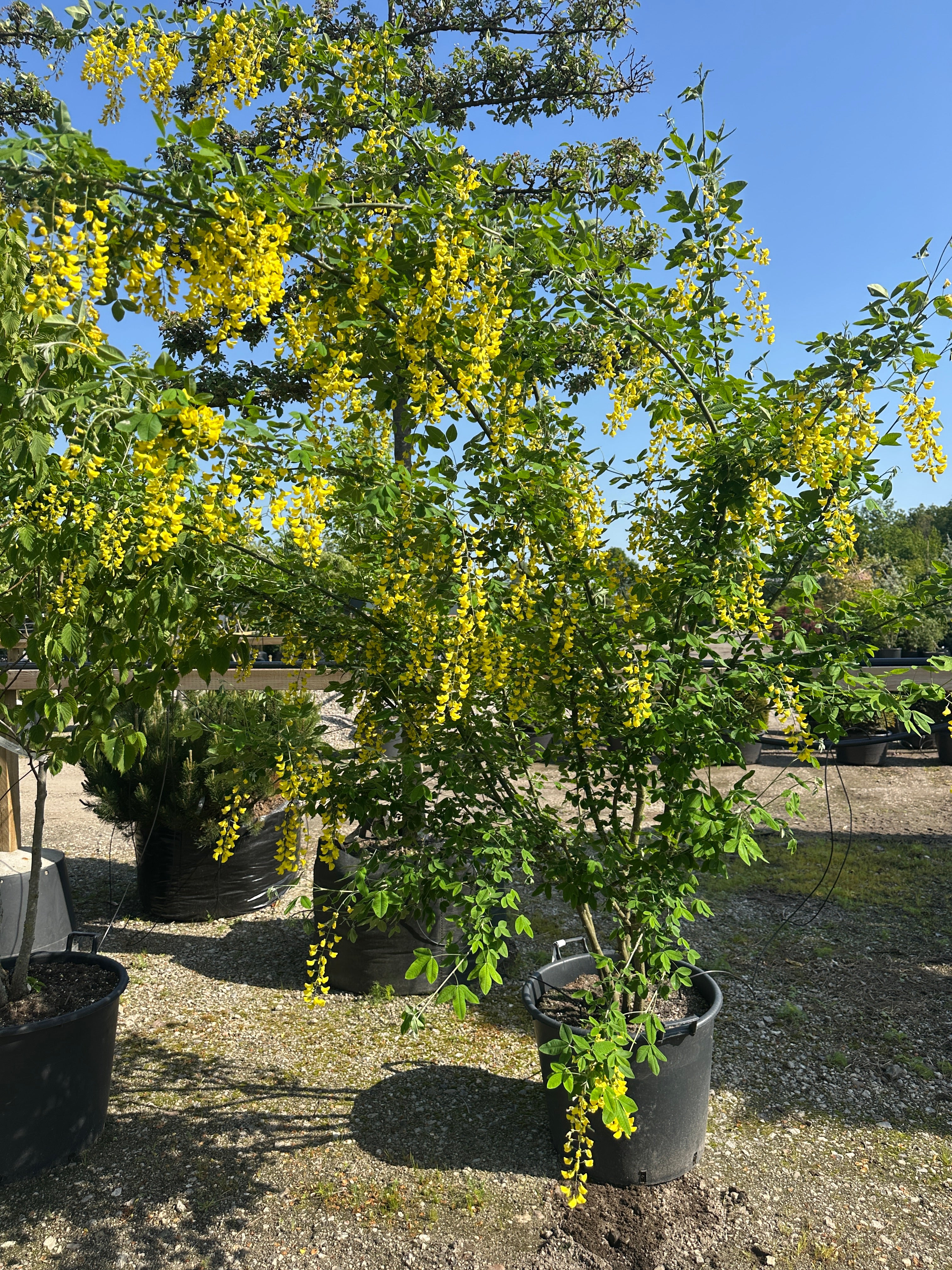 Lange, hængende klaser af lysende gule blomster på et Laburnum x watereri 'Vossii' guldregnstræ.