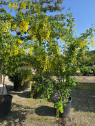 Lange, hængende klaser af lysende gule blomster på et Laburnum x watereri 'Vossii' guldregnstræ.