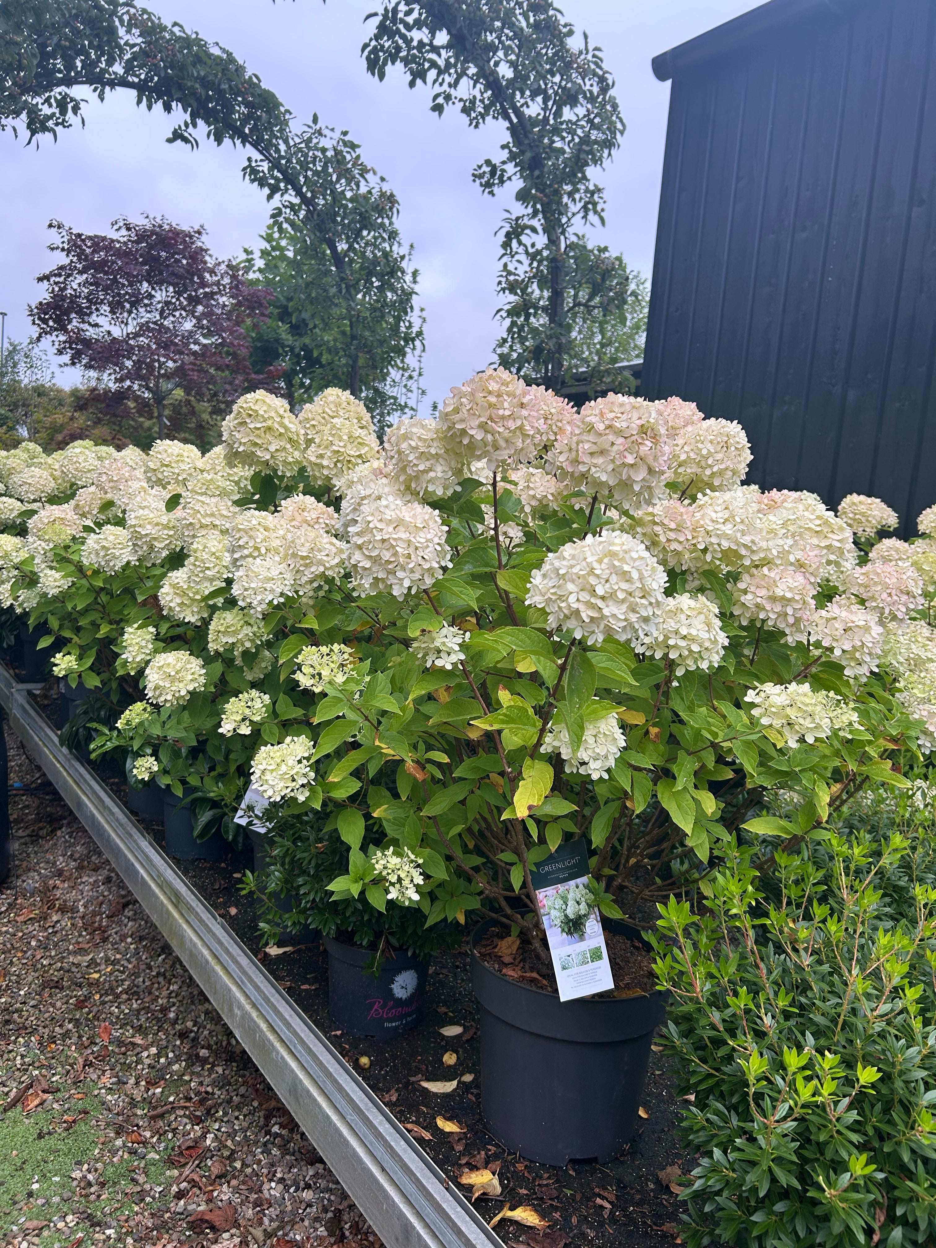 Flotte kraftige dværg syrenhortensia, Hydrangea Green Light