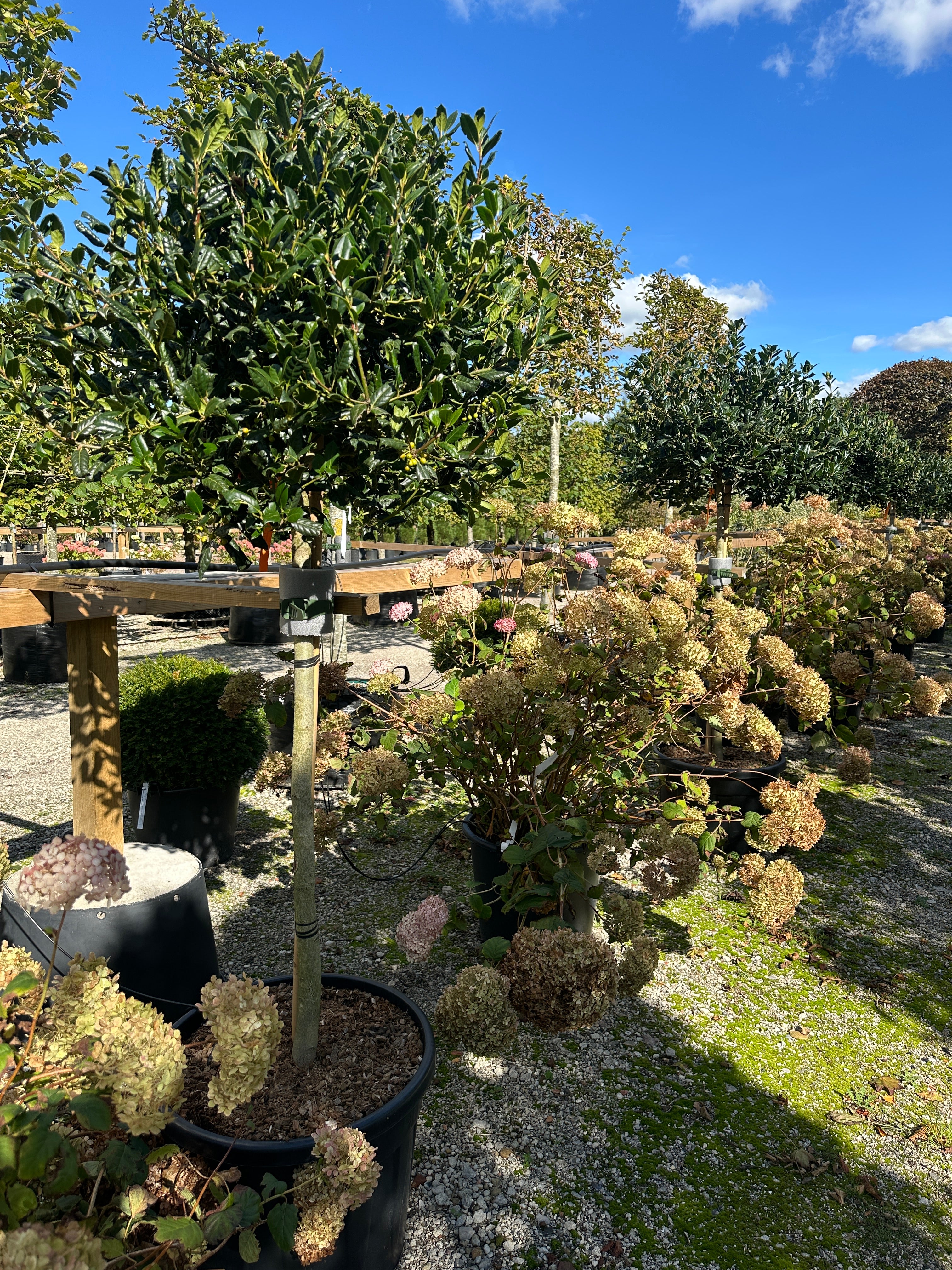 Lav opstammet kugleklippet kristtorn, Ilex Nellie Stevens