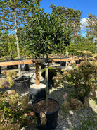 Kraftige Lav opstammet kugleklippet Kristtorn. Der er stedsegrøn og som får mange flotte røde bær om efteråret. 