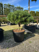 Lav opstammet Østrigsk fyr, Pinus nigra Brepo, med tæt krone flad kugleklippet. 