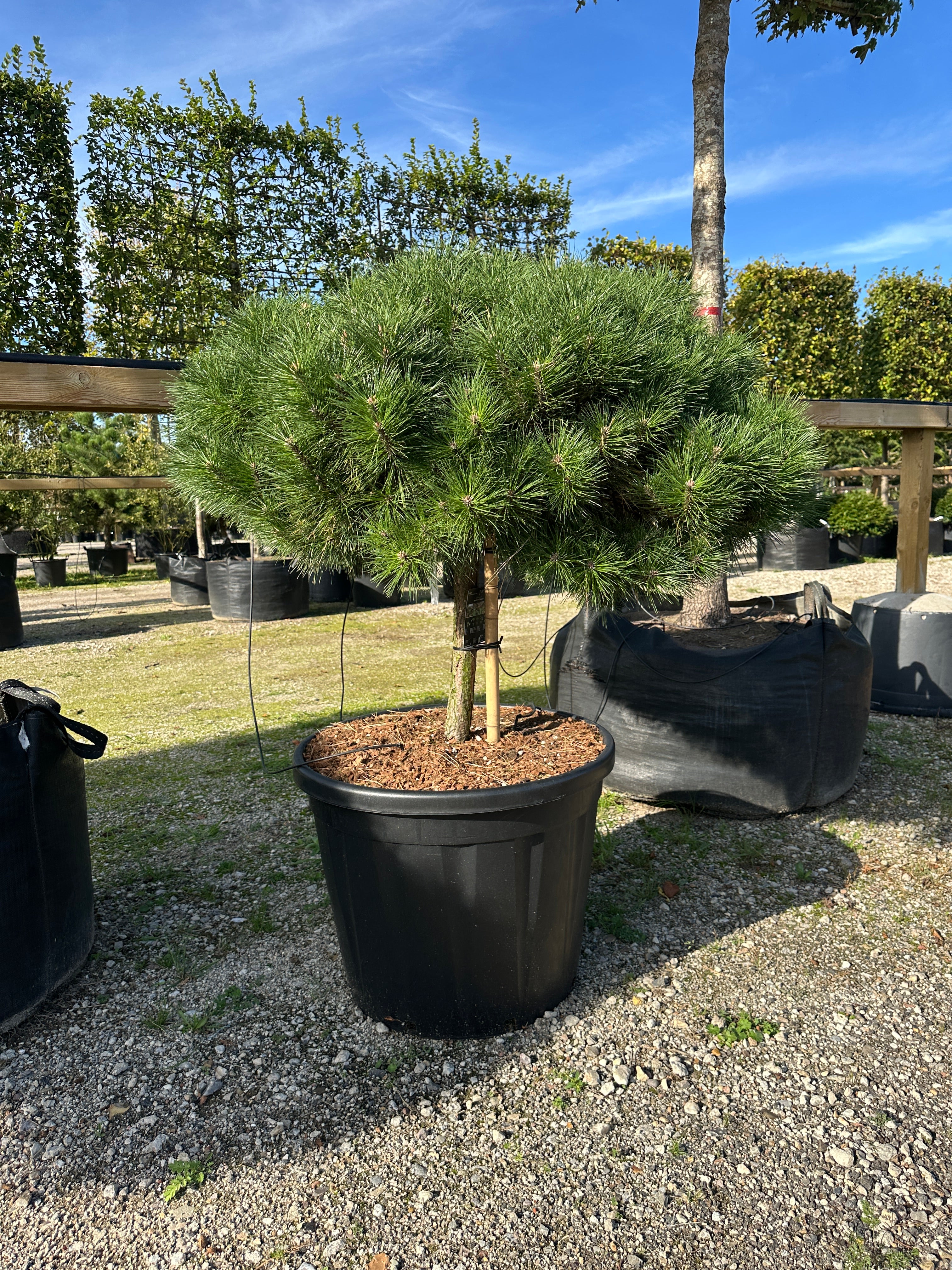 Lav opstammet Østrigsk fyr, Pinus nigra Brepo, med tæt krone flad kugleklippet. 