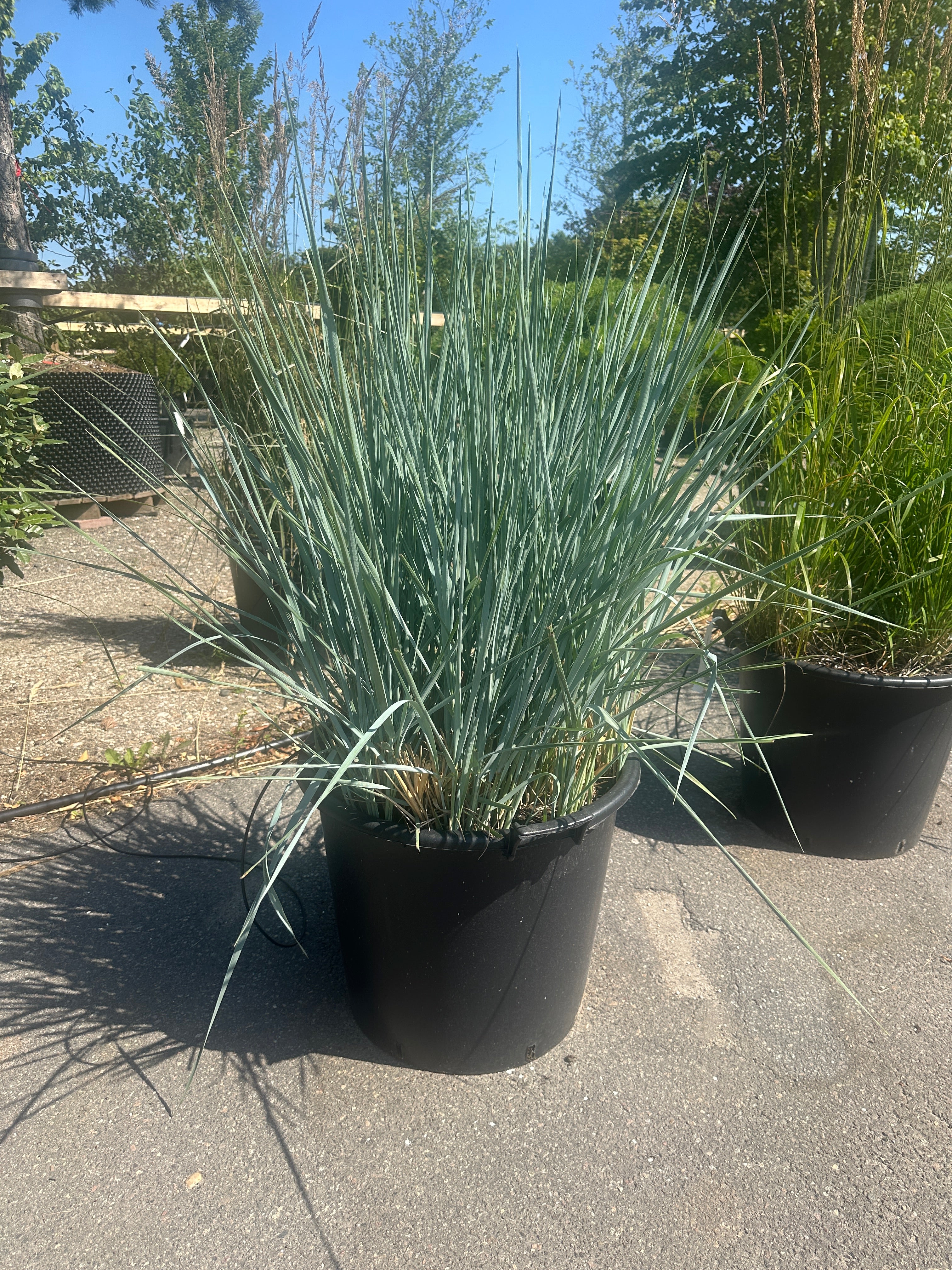 Hårdfør marehalm, Leymus arenarius, med brede, stålblå græsblade og dekorative, strågule blomsteraks i fuld sol.