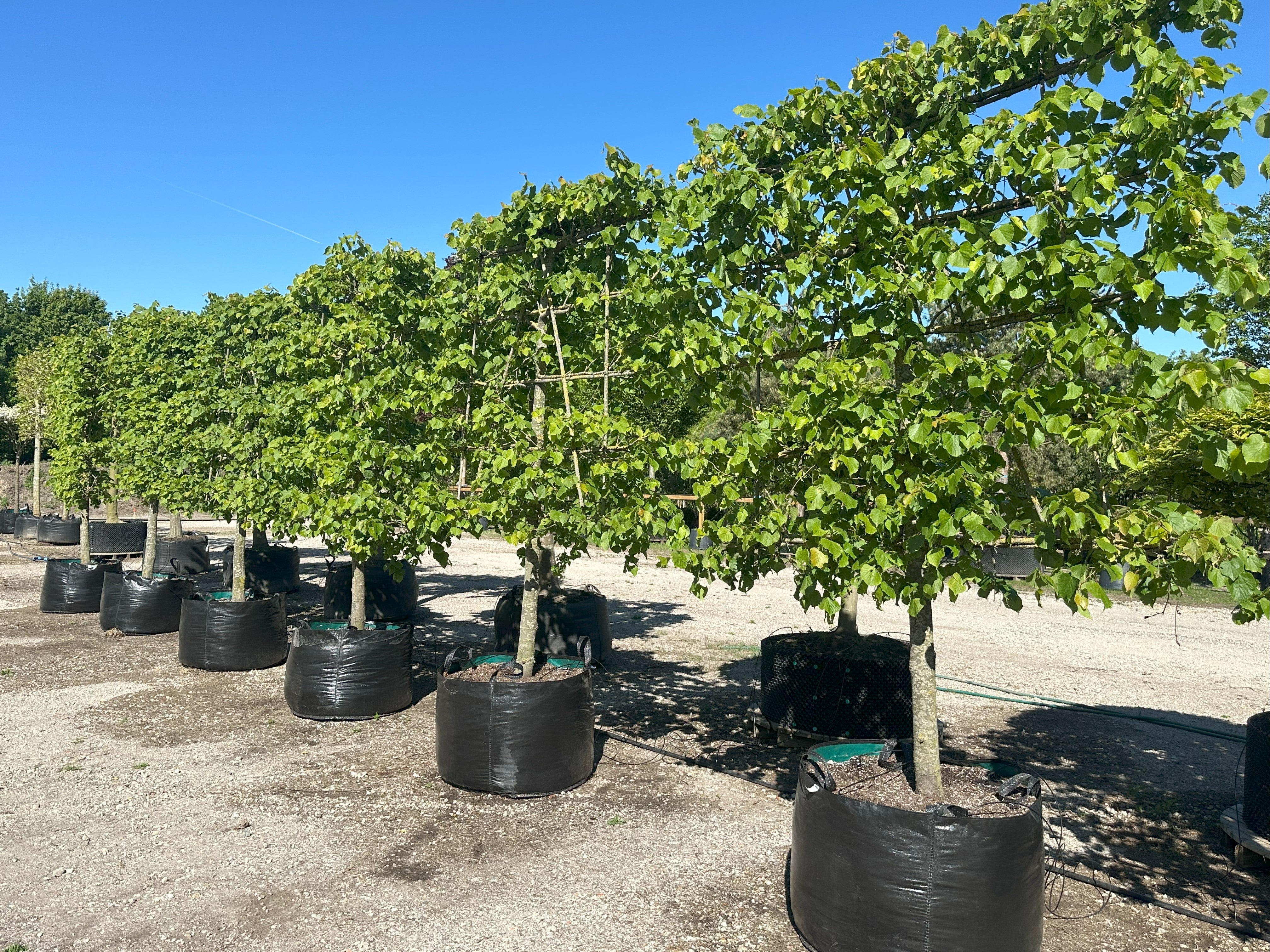 Lav stammet Svævende hæk Lind, Tilia Cordata