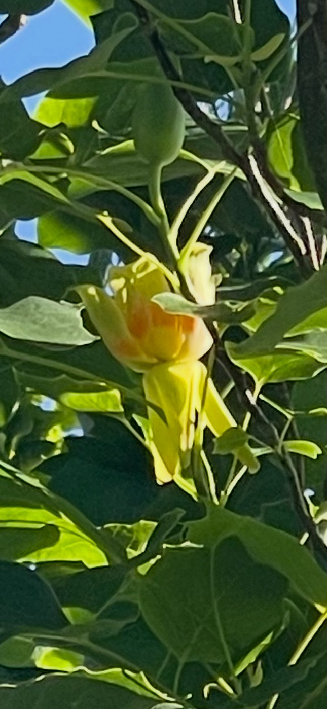 Nærbillede af en fuldt udsprungen, tulipanlignende blomst på et tulipantræ (Liriodendron tulipifera) med grøngule kronblade og et iøjnefaldende orange bånd i bunden.