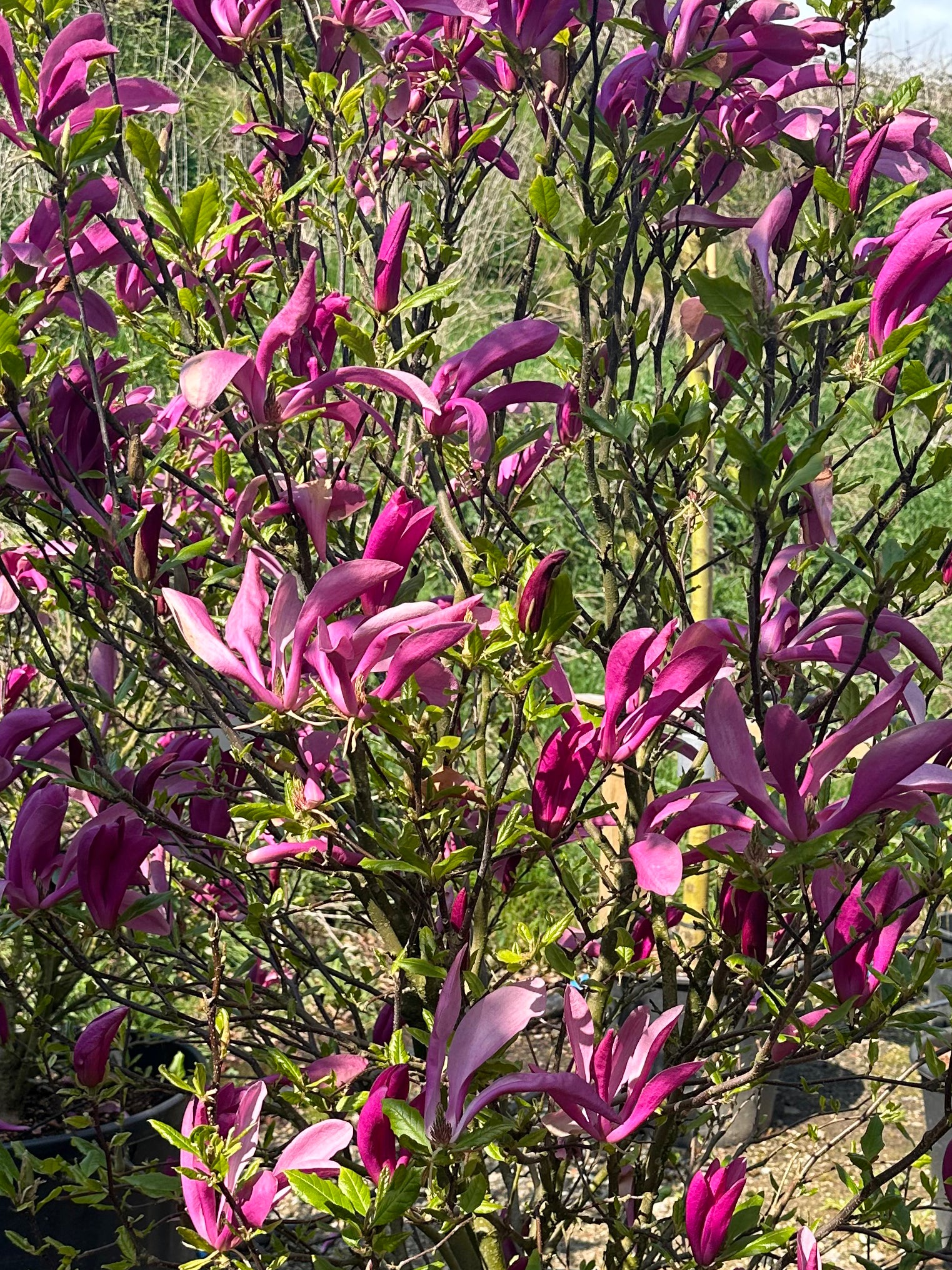 Nærbillede af de oprette, slanke forårsblomster på en Magnolia Susan i nuancer af mørkelilla og rosa.