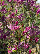 Nærbillede af de oprette, slanke forårsblomster på en Magnolia Susan i nuancer af mørkelilla og rosa.