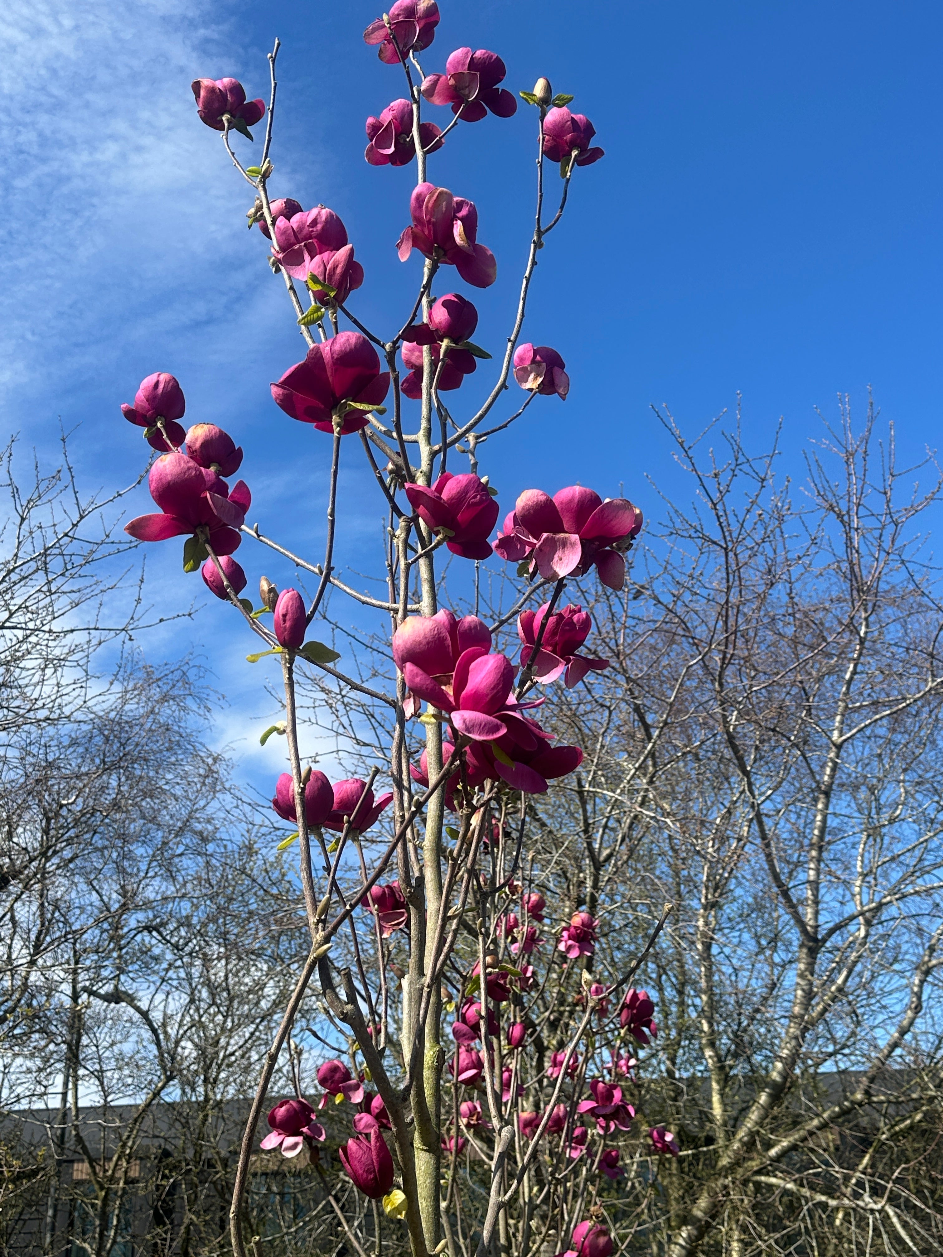 Nærbillede af fuldt udsprungne, store og kopformede blomster i en dyb, mørkelilla farve på en Magnolia 'Black Tulip'.