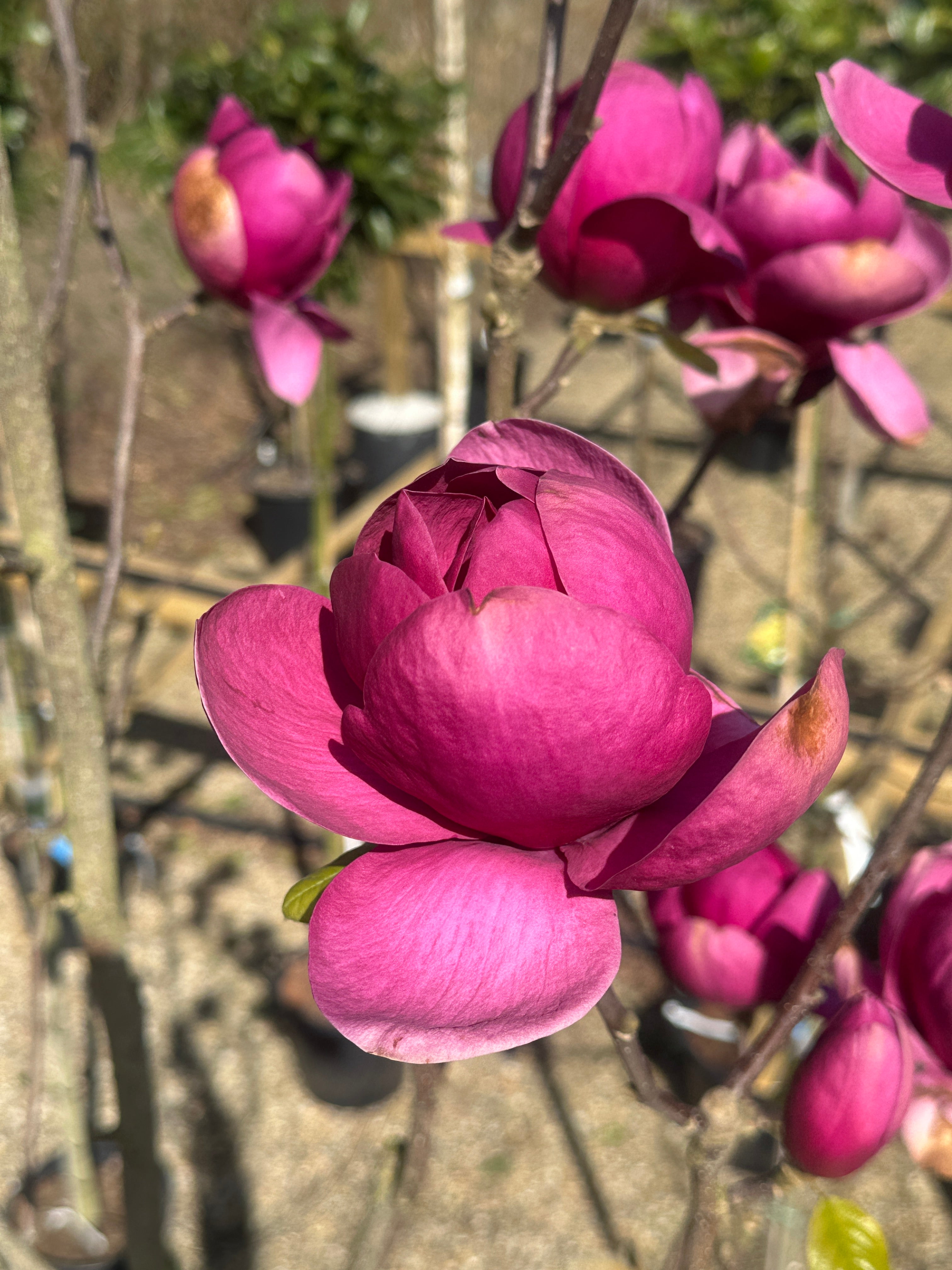 Magnolia 'Black Tulip
