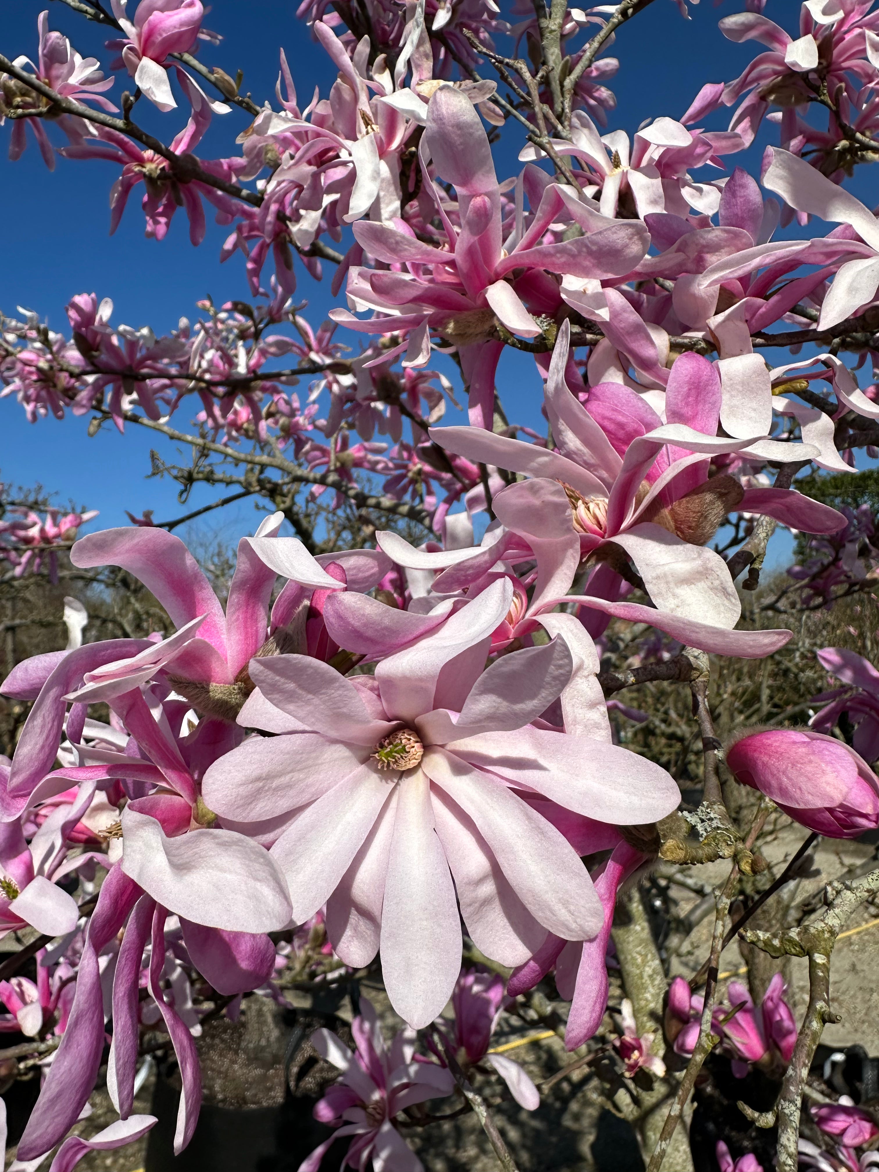 'Kobus'-magnolie i det tidlige forår, hvor flere store, hvide blomster har foldet sig helt ud, mens de sidste, lodne forårsknopper stadig sidder lukkede og klar til at springe ud.