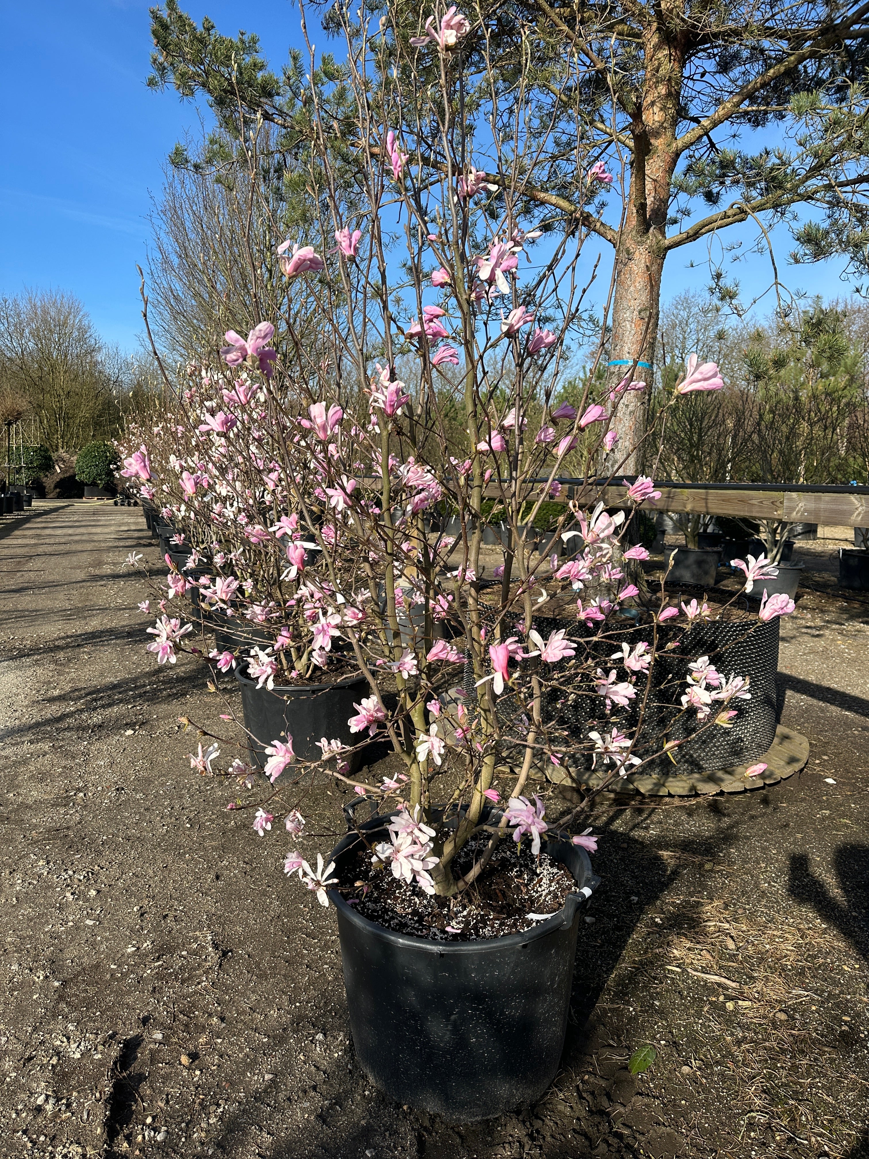 Multistammet Magnolia med rosafarvede blomster