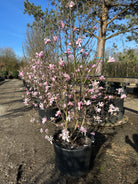 Multistammet Magnolia med rosafarvede blomster