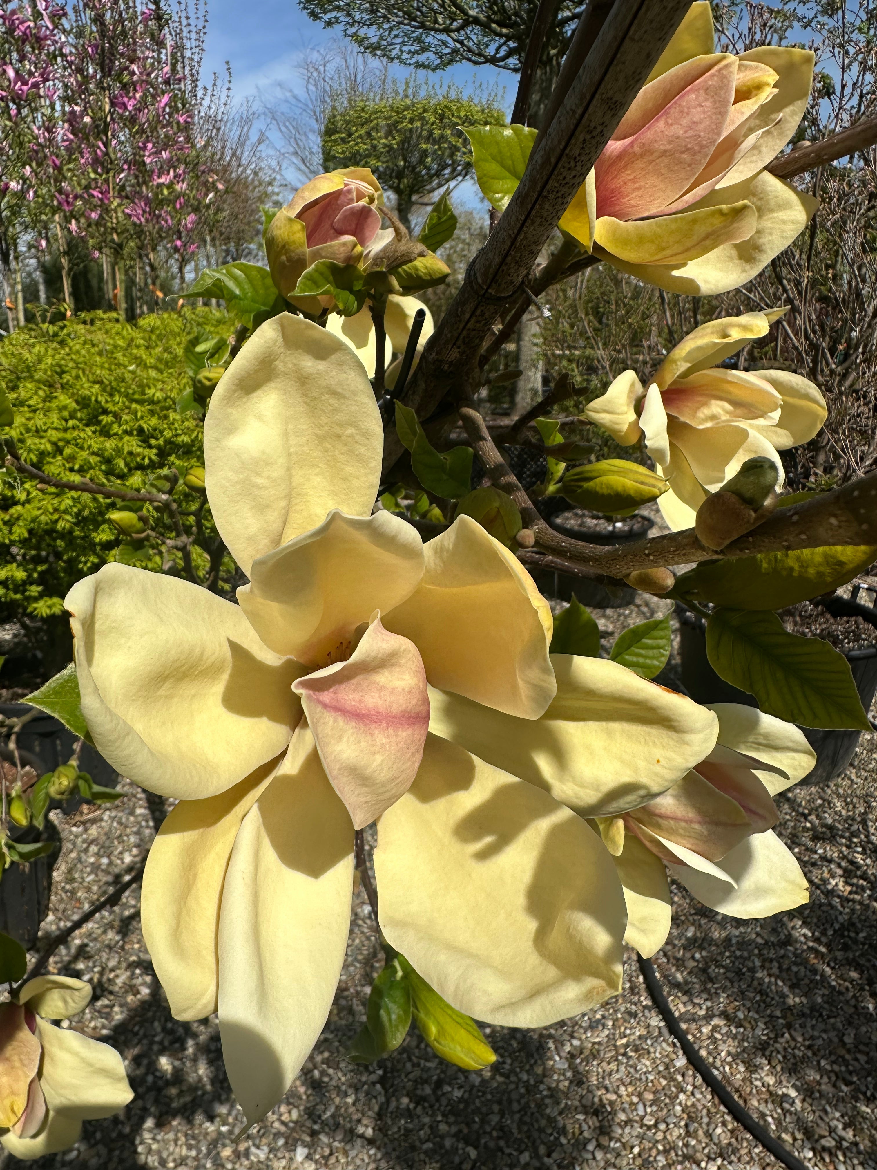 Store, gule tulipanformede magnolieblomster med en rosa-purpur flamme i bunden på en Magnolia Sunsation.