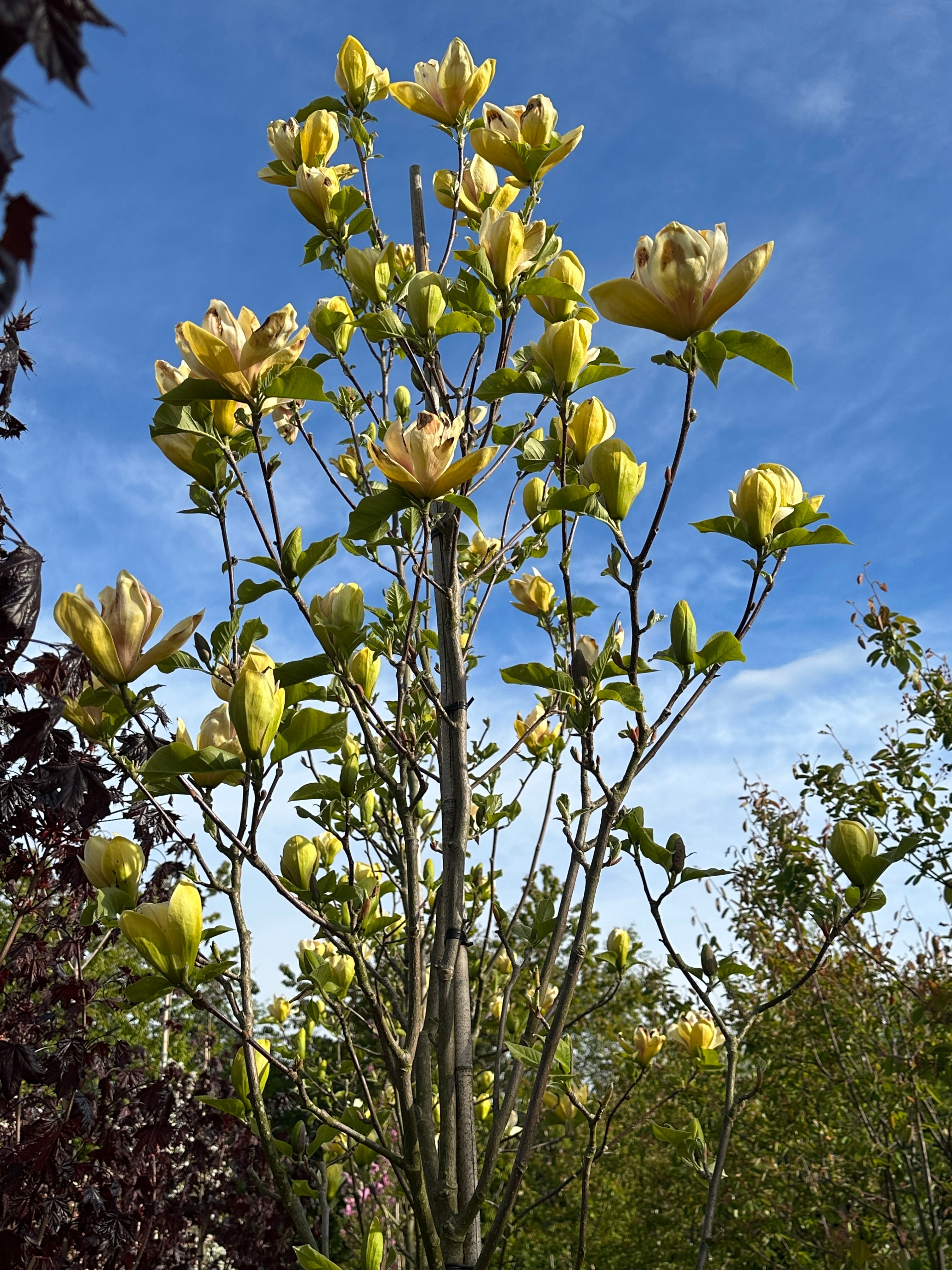 Store, gule tulipanformede magnolieblomster med en rosa-purpur flamme i bunden på en Magnolia Sunsation.