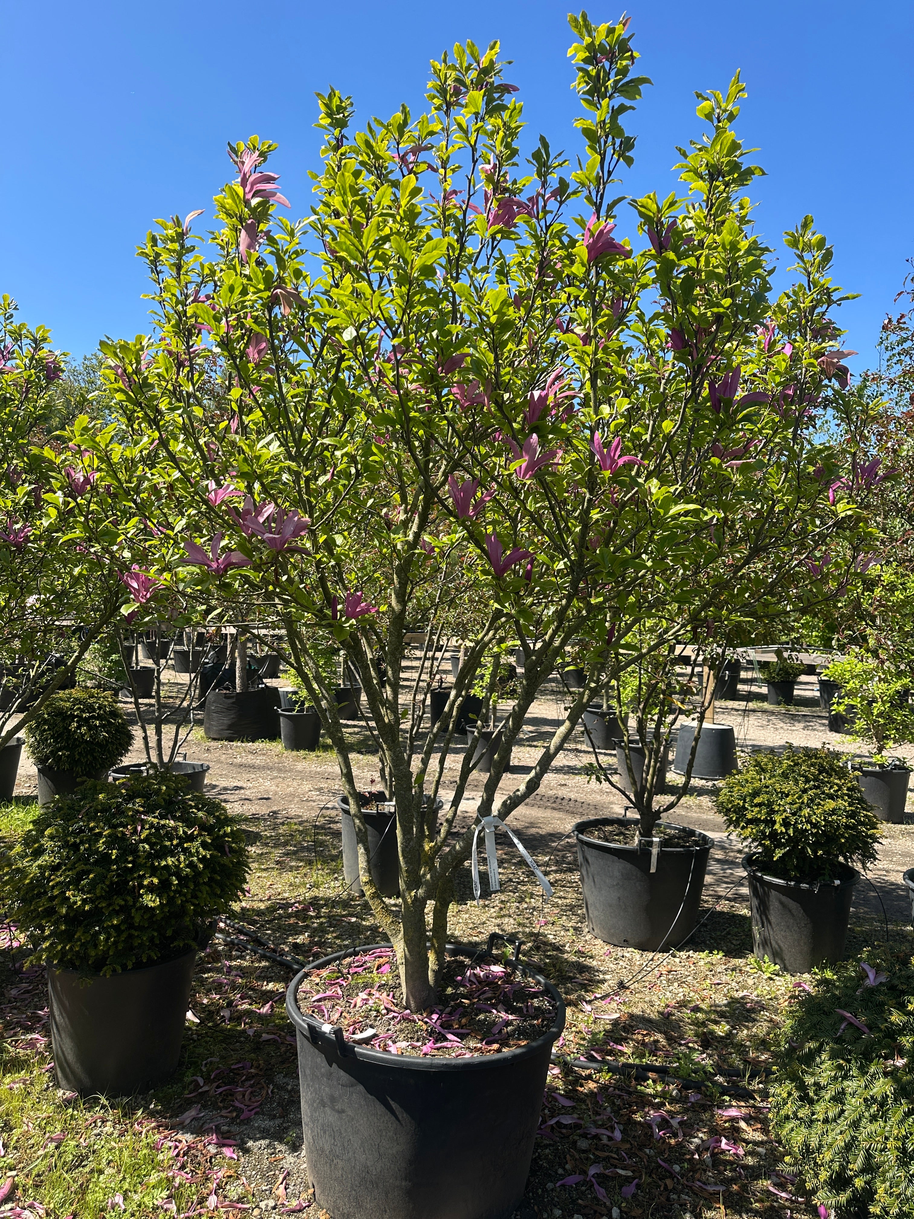 Et skulpturelt, flerstammet Magnolia Susan træ i fuld forårsblomstring med oprette, purpurlilla blomsterknopper.