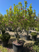 Et skulpturelt, flerstammet Magnolia Susan træ i fuld forårsblomstring med oprette, purpurlilla blomsterknopper.