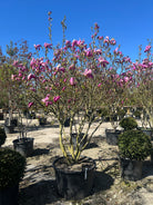 Multistammet Magnolia Susan med synlige, forgrenede stammer og store, mørkelilla blomster i forårshaven.