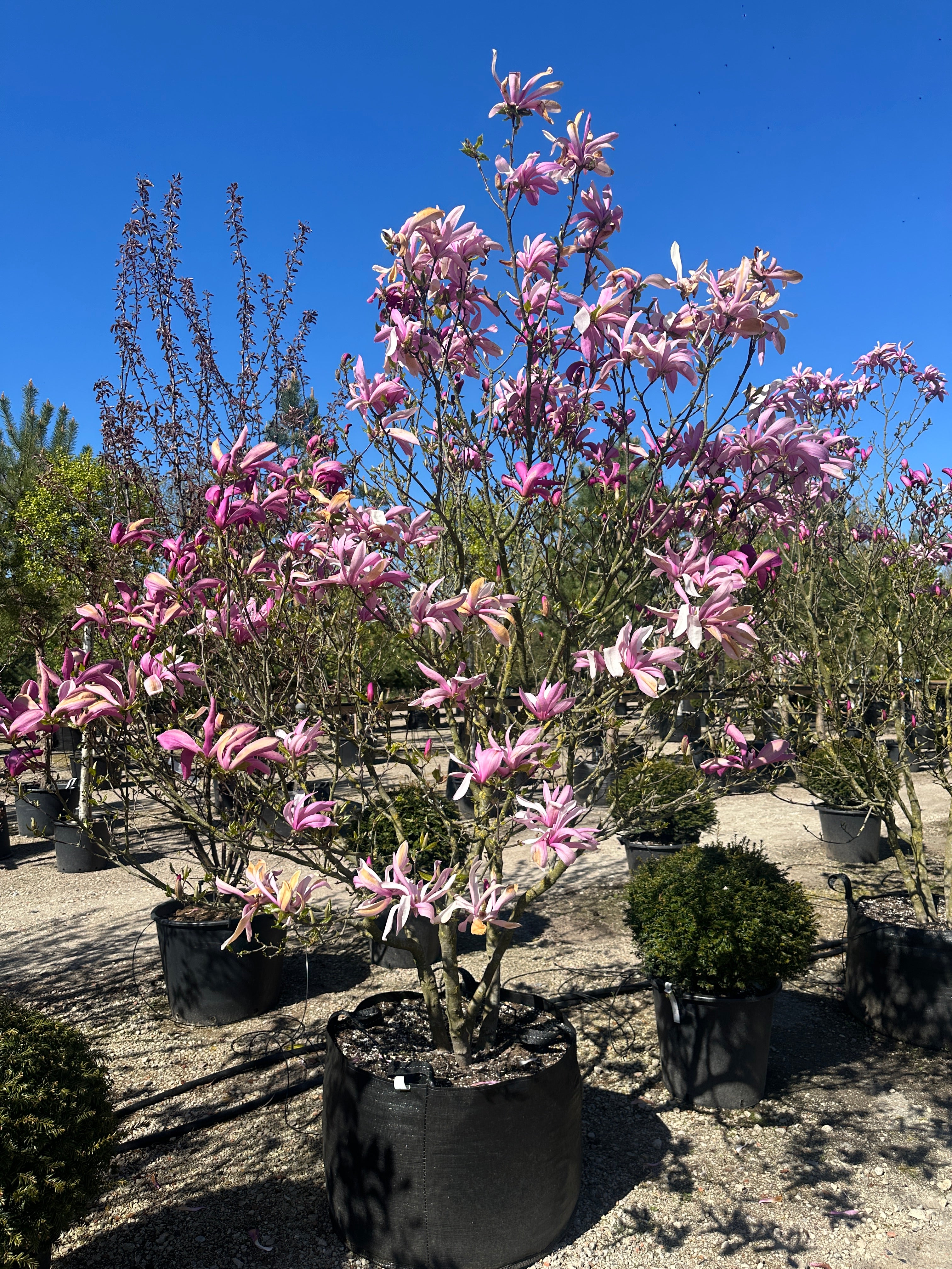 Tætsiddende, mørk purpurrøde magnolieblomster i fuld forårsblomstring på de bare grene af en Magnolia 'Susan'.