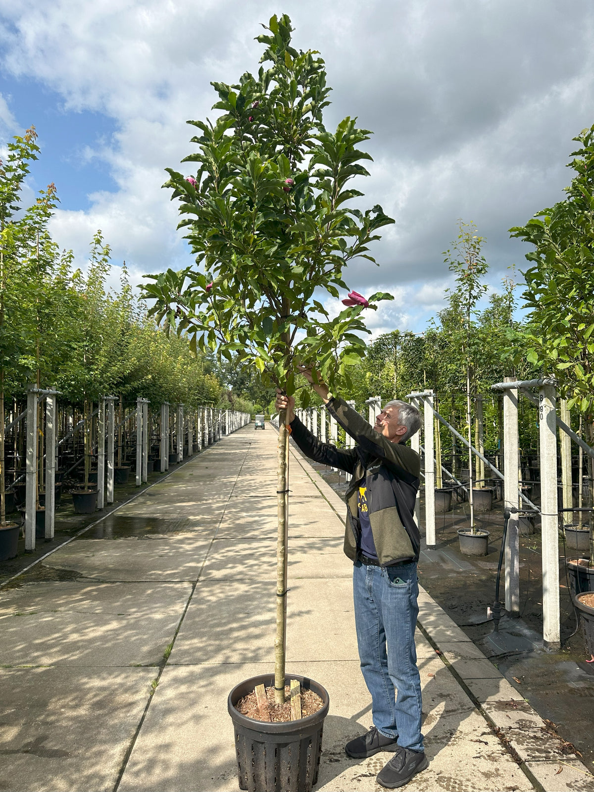 Opstammet Magnolia Susan med en kompakt, velforgrenet krone fuld af friske, mørkegrønne blade.