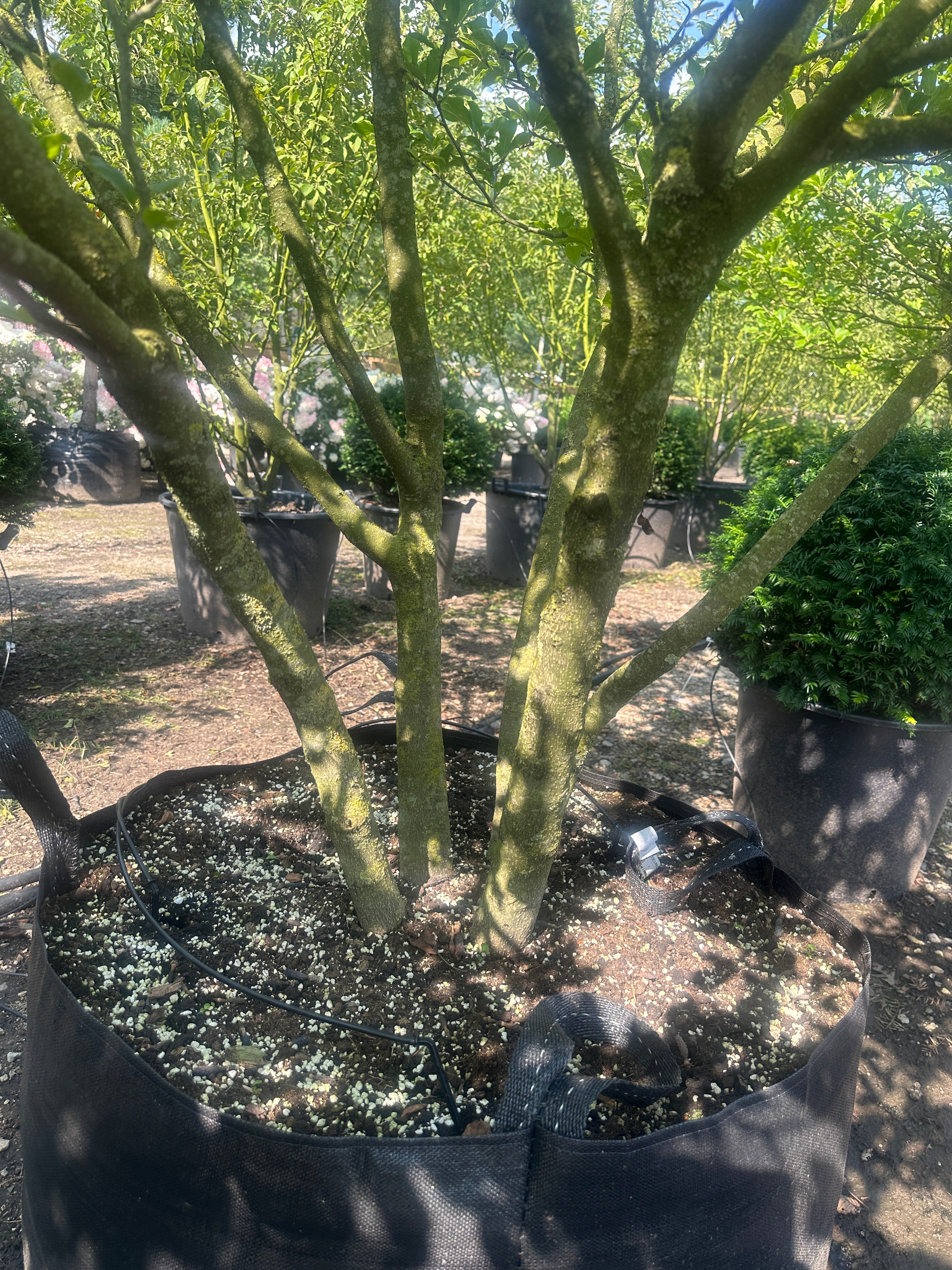 Magnolia 'Susan' med flere synlige hovedstammer fra bunden.