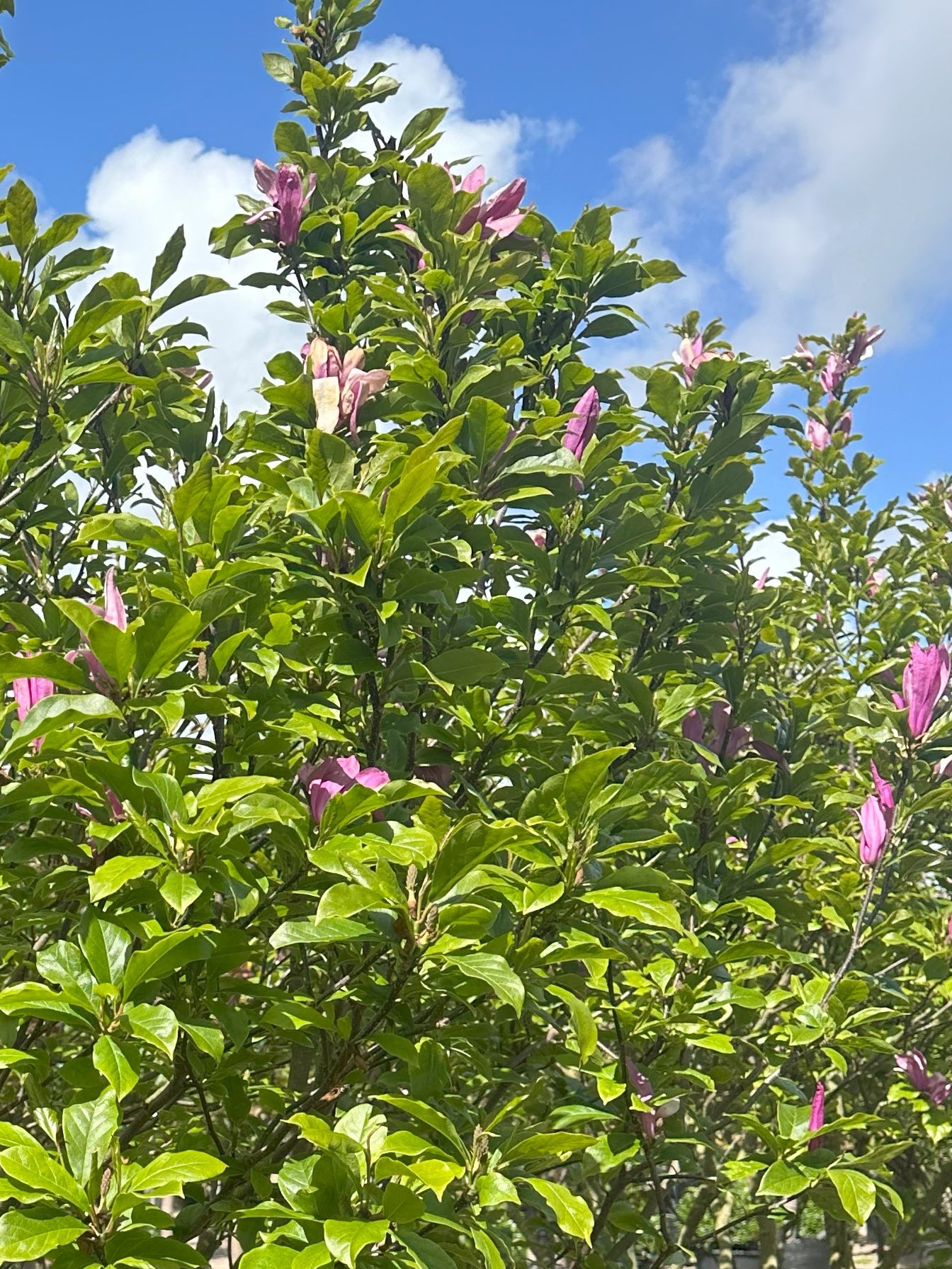 Purpurrød forårsblomst omgivet af store, grønne sommerblade på en Magnolia 'Susan'.