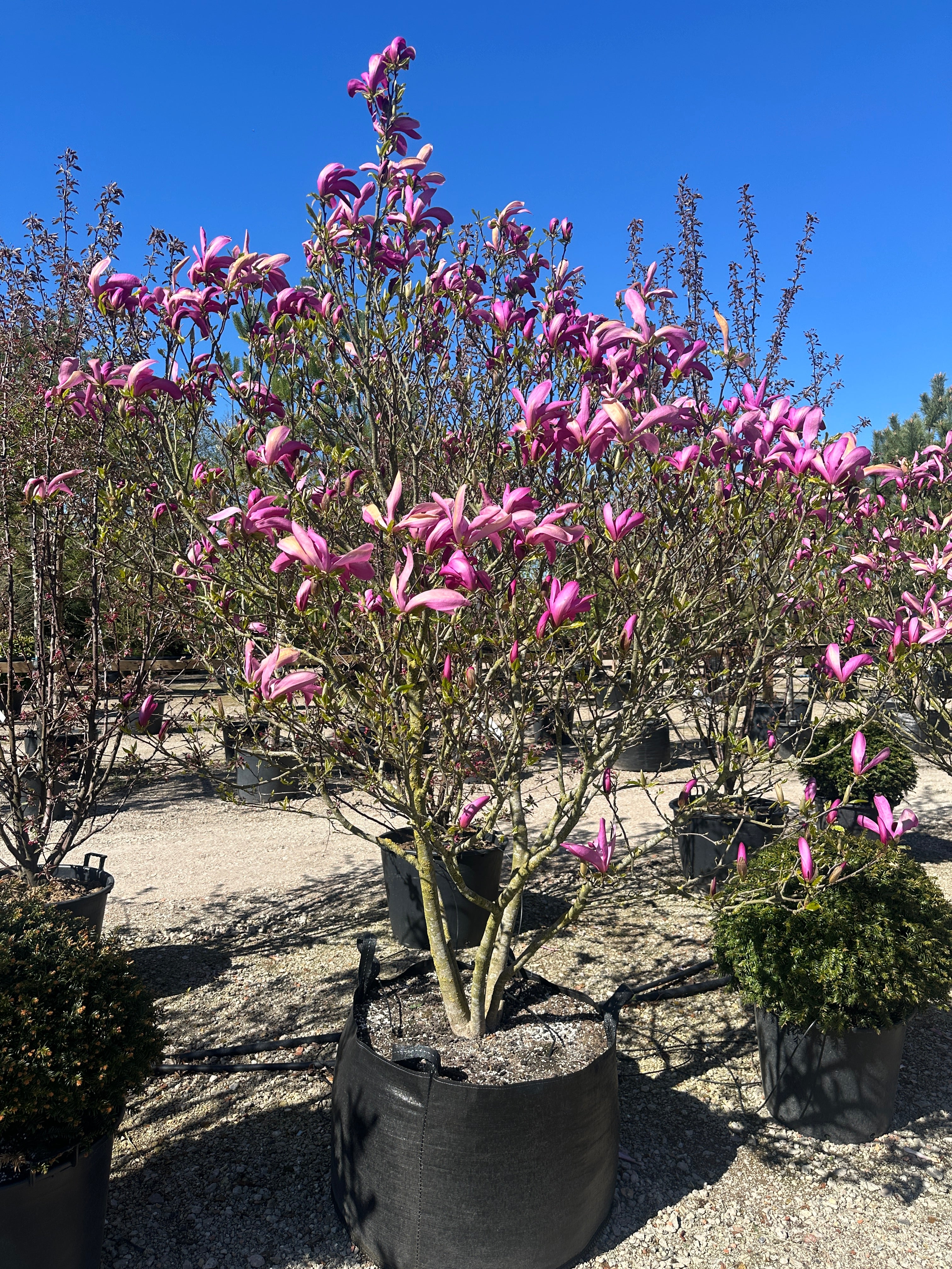 Tætsiddende, mørk purpurrøde magnolieblomster i fuld forårsblomstring på de bare grene af en Magnolia 'Susan'.