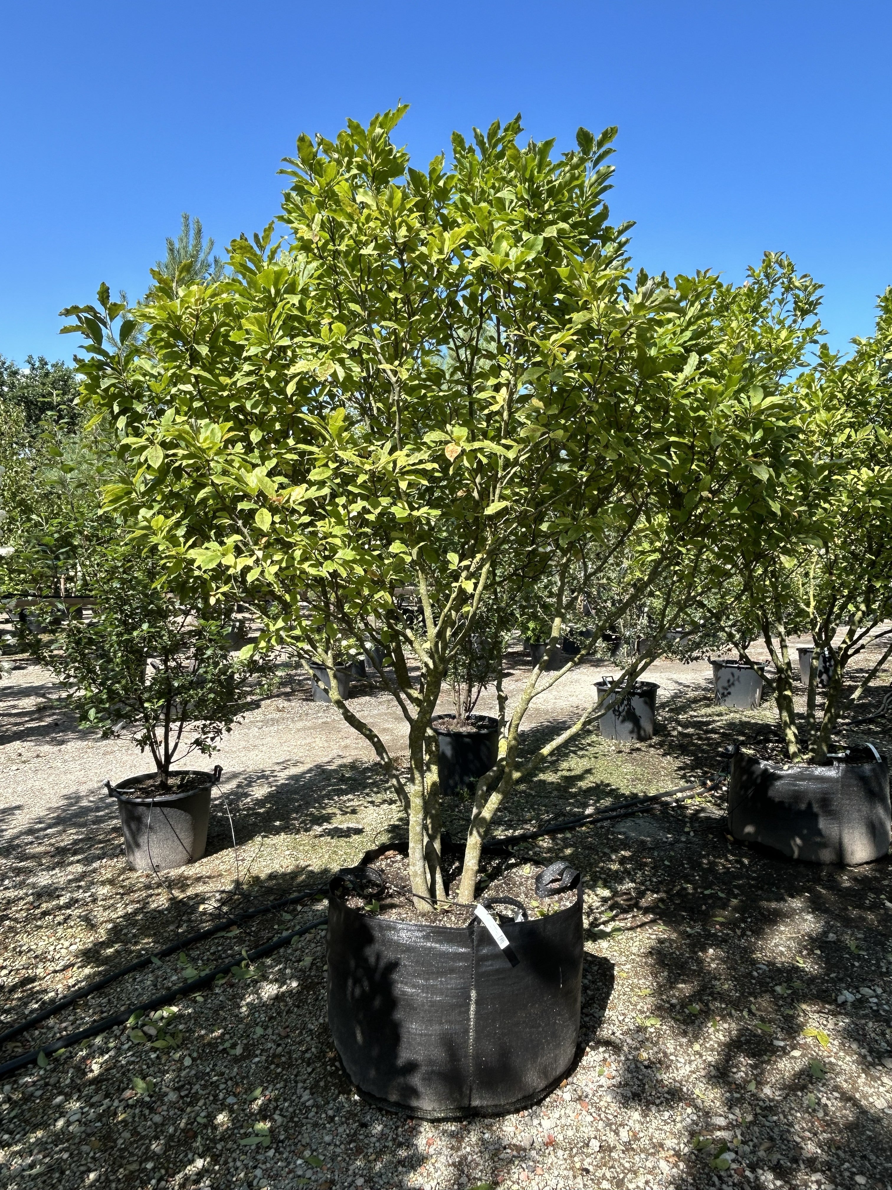 Multistammet Magnolia 'Susan' med en tæt, opret krone af store, grønne sommerblade.