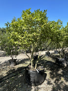 Multistammet Magnolia 'Susan' med en tæt, opret krone af store, grønne sommerblade.