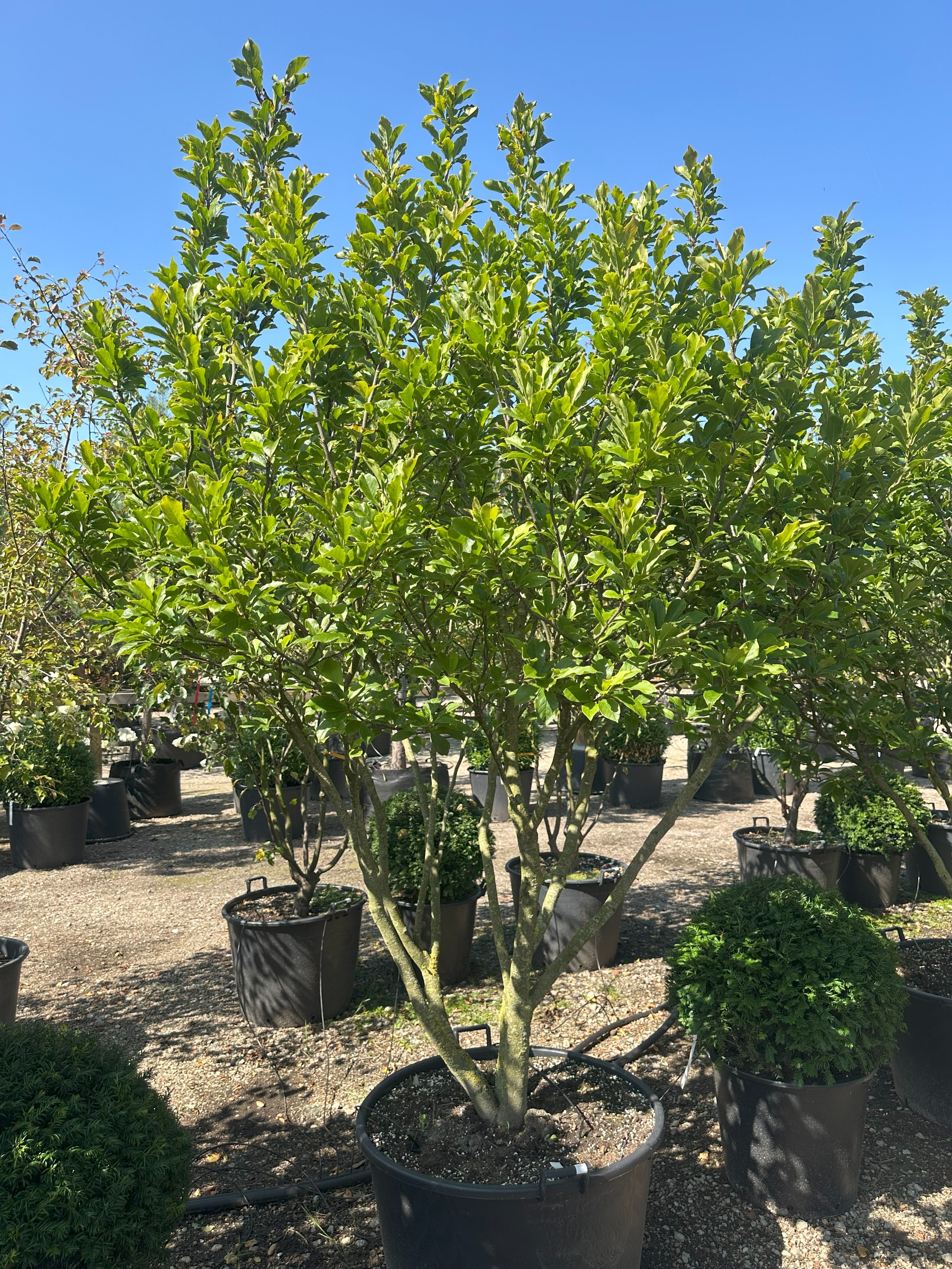 Multistammet Magnolia Susan med tæt, grønt sommerløv og markante, forgrenede stammer fra bunden.