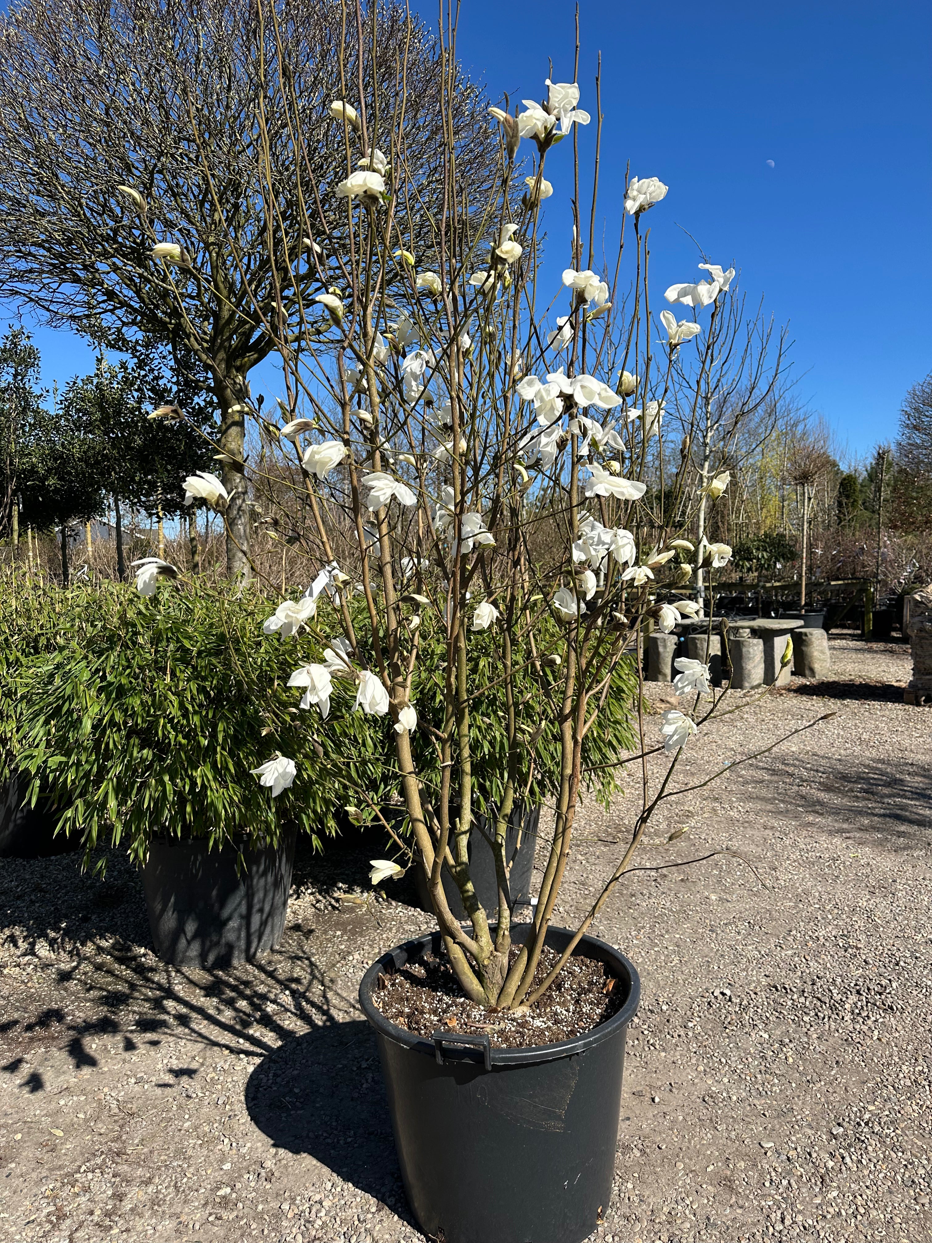Forårsblomstring med gigantiske, kridhvide stjerneblomster på de bare grene af en Magnolia 'Wada's Memory'.