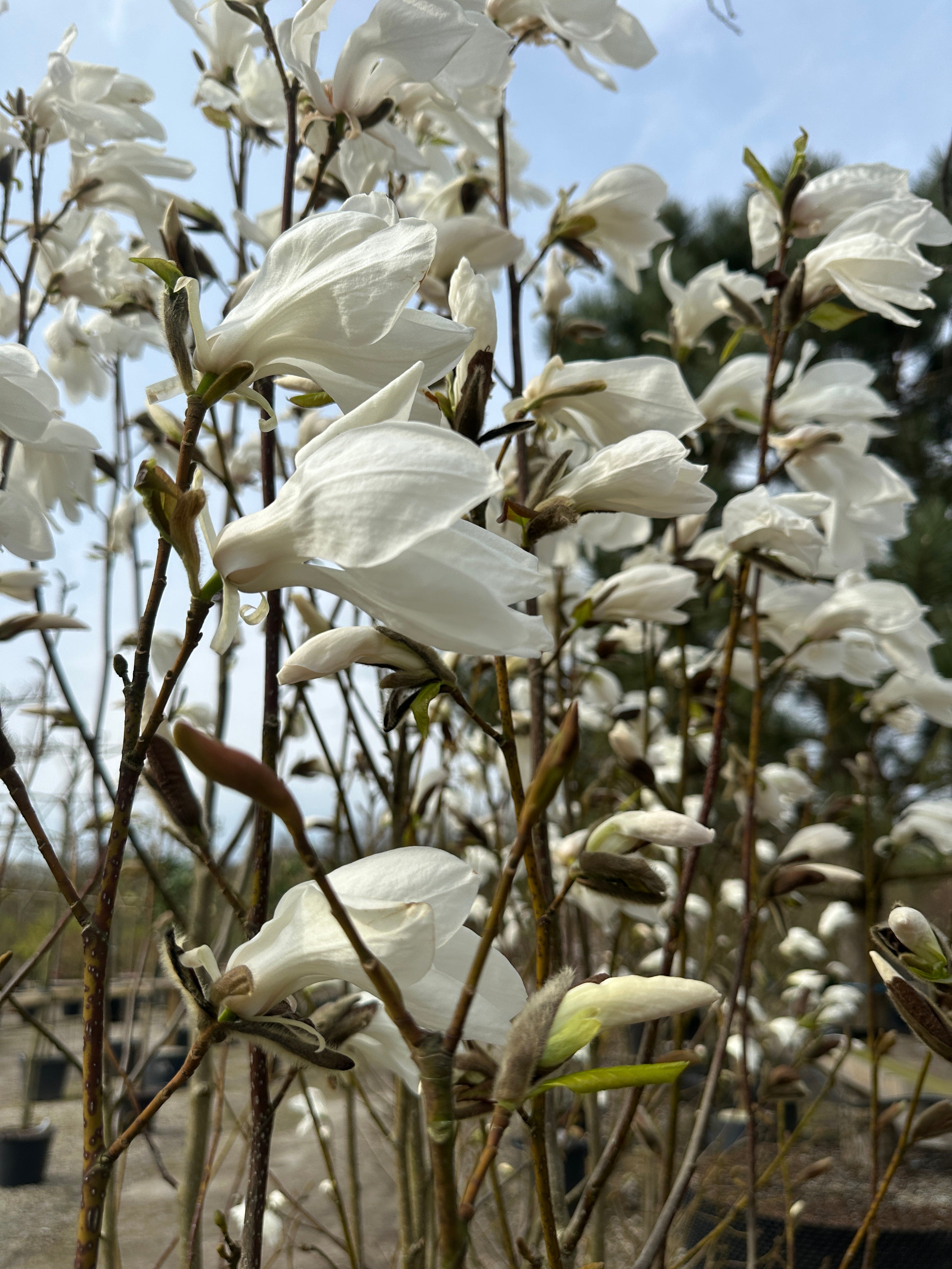 Store, duftende hvide magnolieblomster, der danser i forårsvinden.