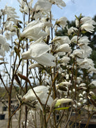 Store, duftende hvide magnolieblomster, der danser i forårsvinden.