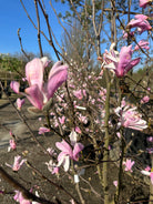 Nærbillede af en stjerneformet magnolia blomst med smalle kronblade som er mørkerosa på ydersiden og sarte lyserøde til hvide på indersiden
